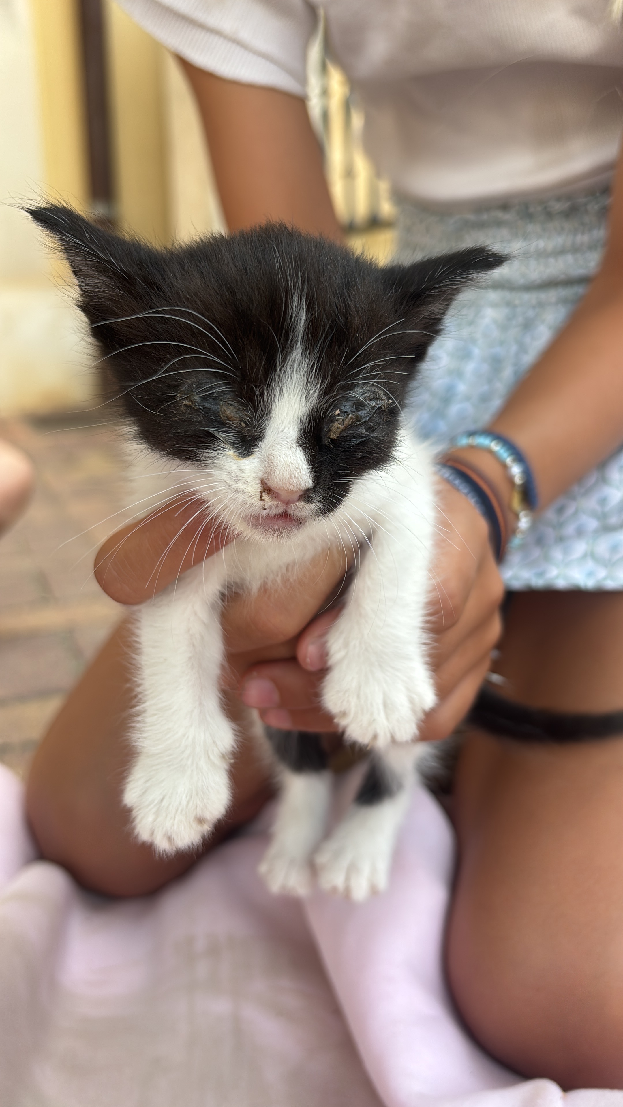 Help for spanish stray cats campaign photo, 6 of 7