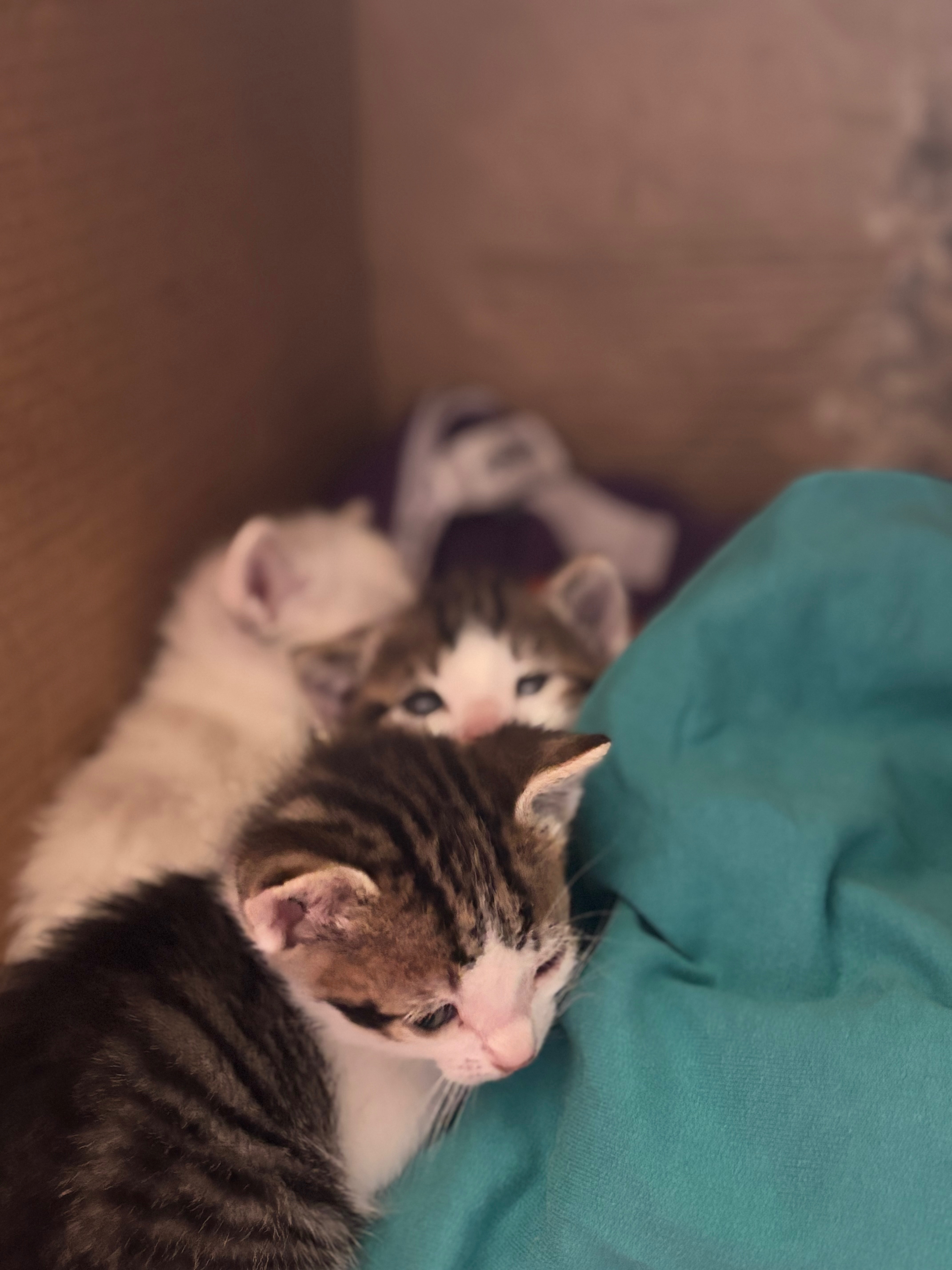 Help for spanish stray cats campaign photo, 4 of 7