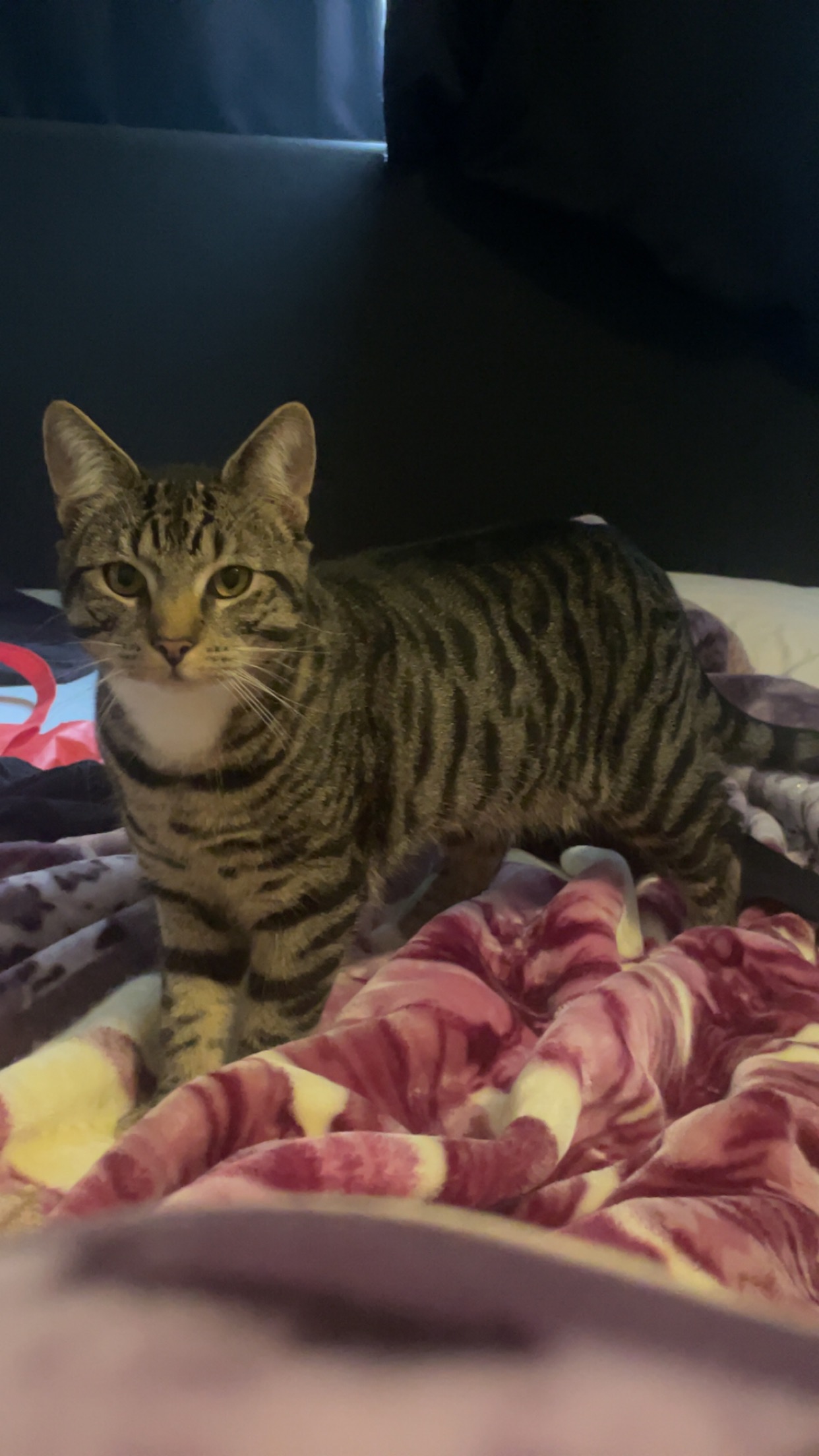 User-uploaded image 1