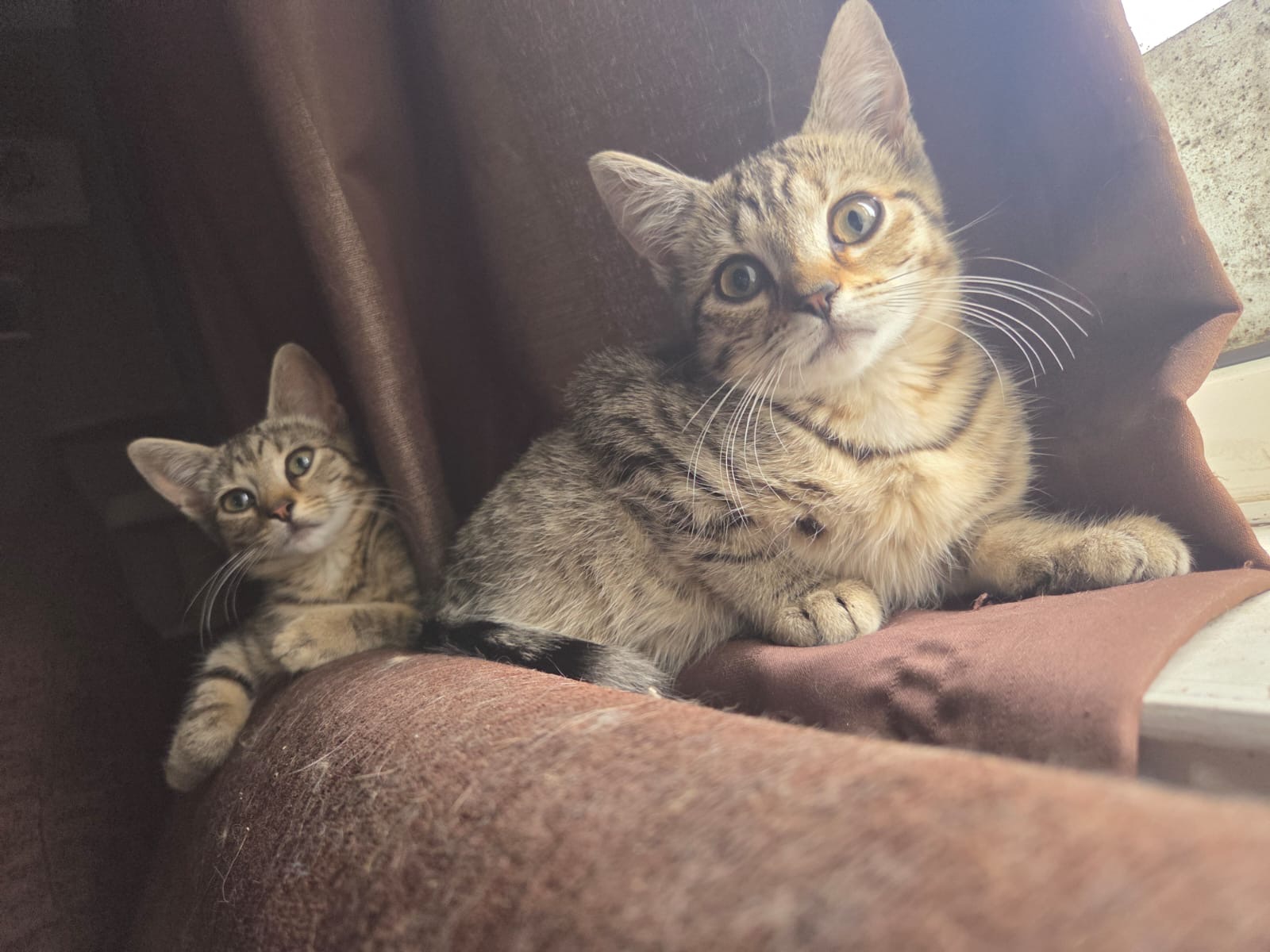 Kitty kitty campaign photo, 5 of 6
