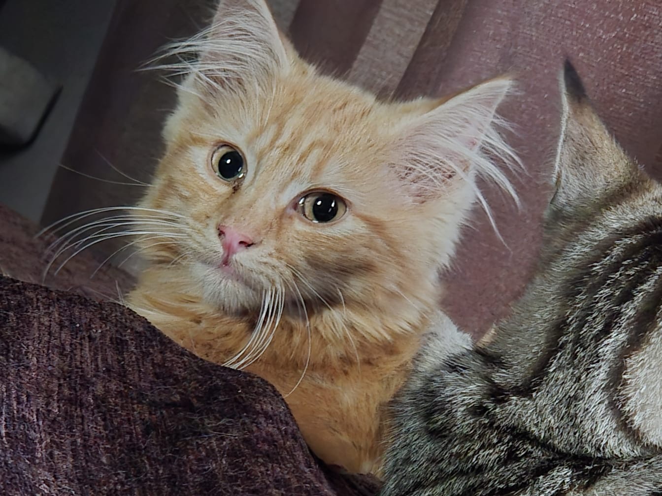 Kitty kitty campaign photo, 2 of 6