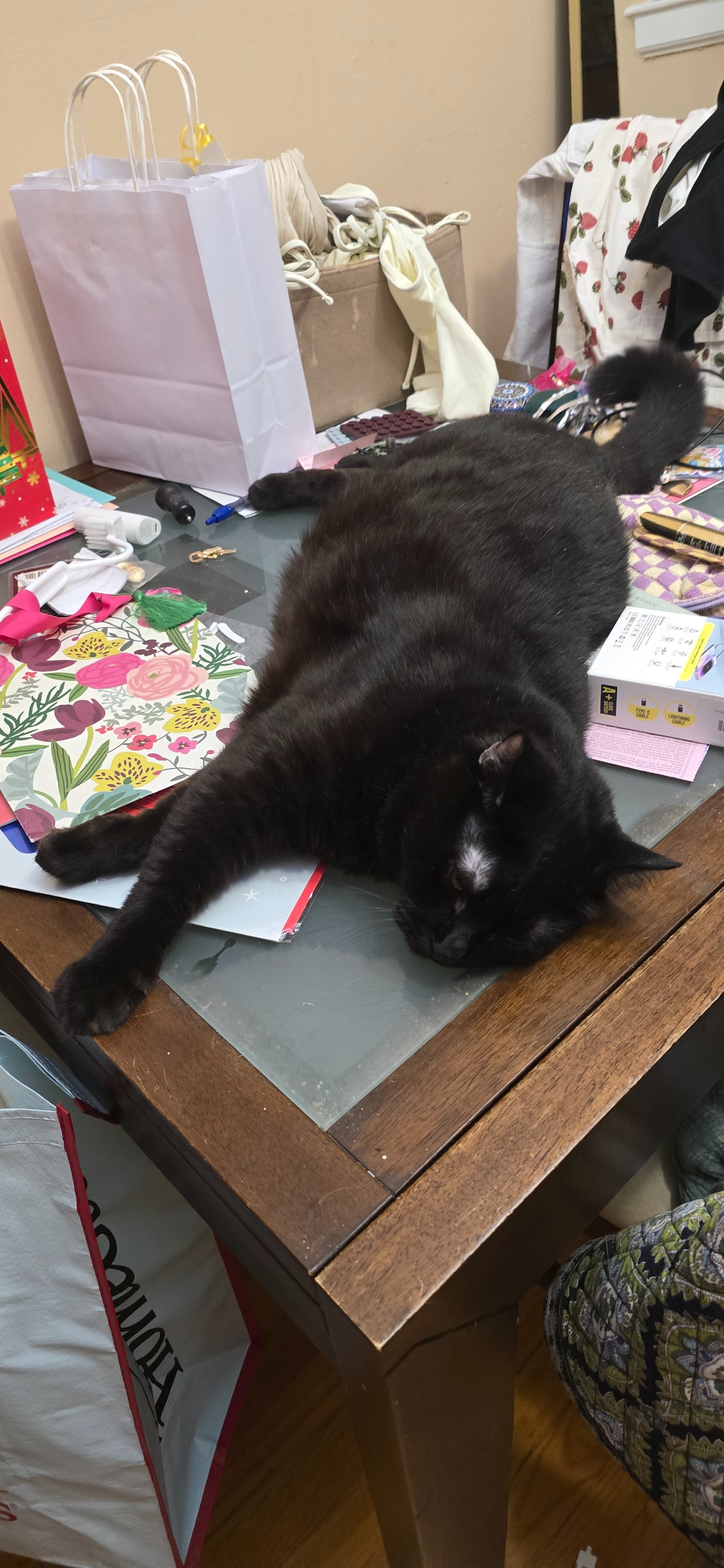 Help Midnight Get Urgent Dental Surgery campaign photo, 7 of 8