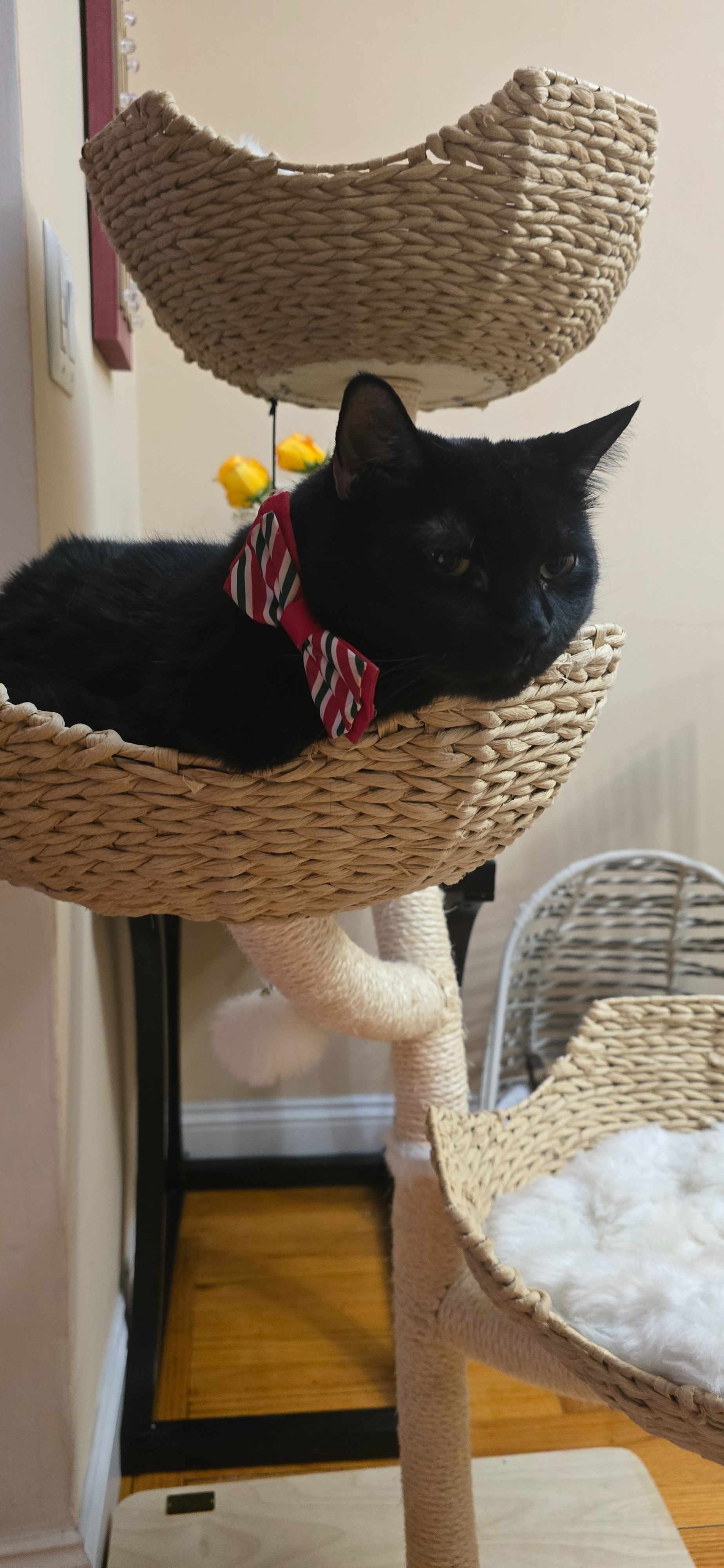 Help Midnight Get Urgent Dental Surgery campaign photo, 2 of 8