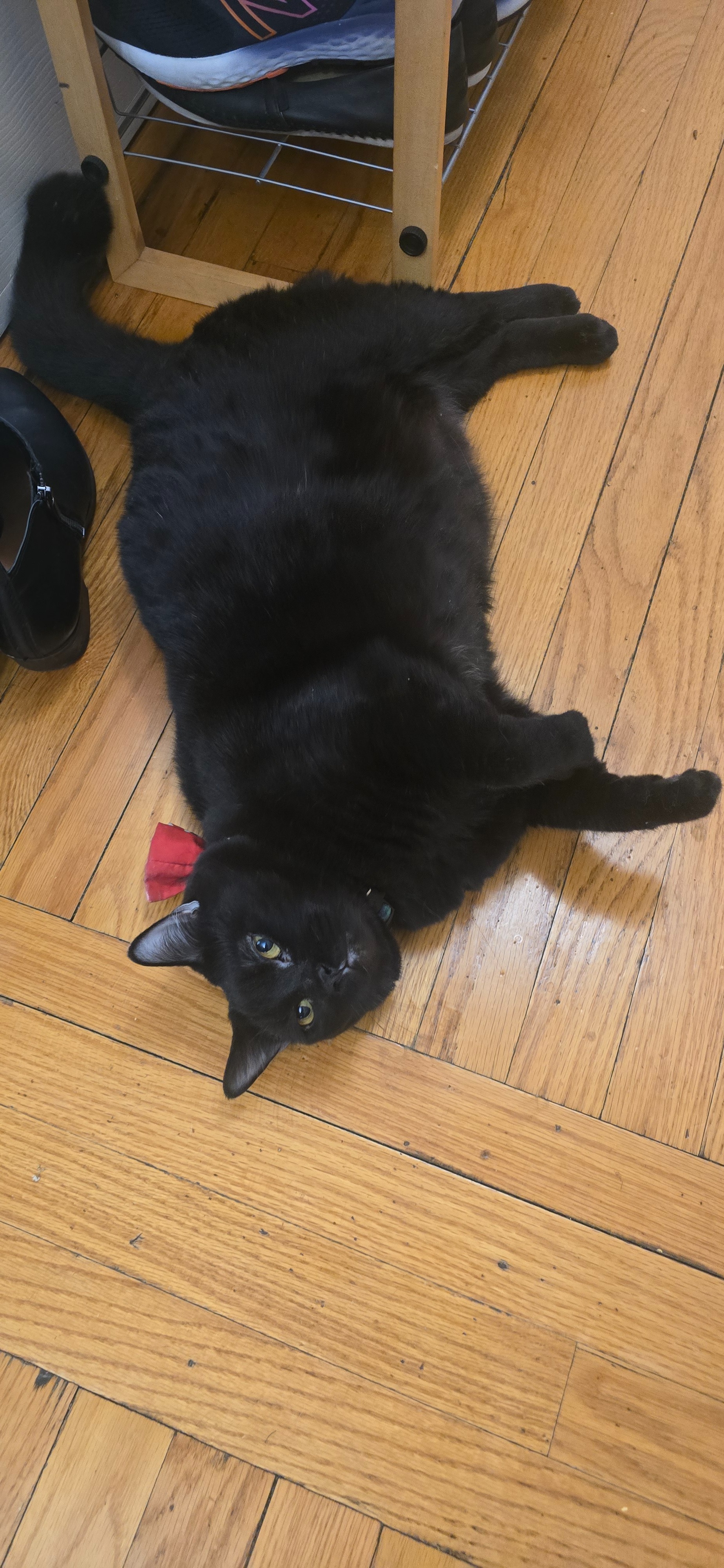 Help Midnight Get Urgent Dental Surgery campaign photo, 4 of 8
