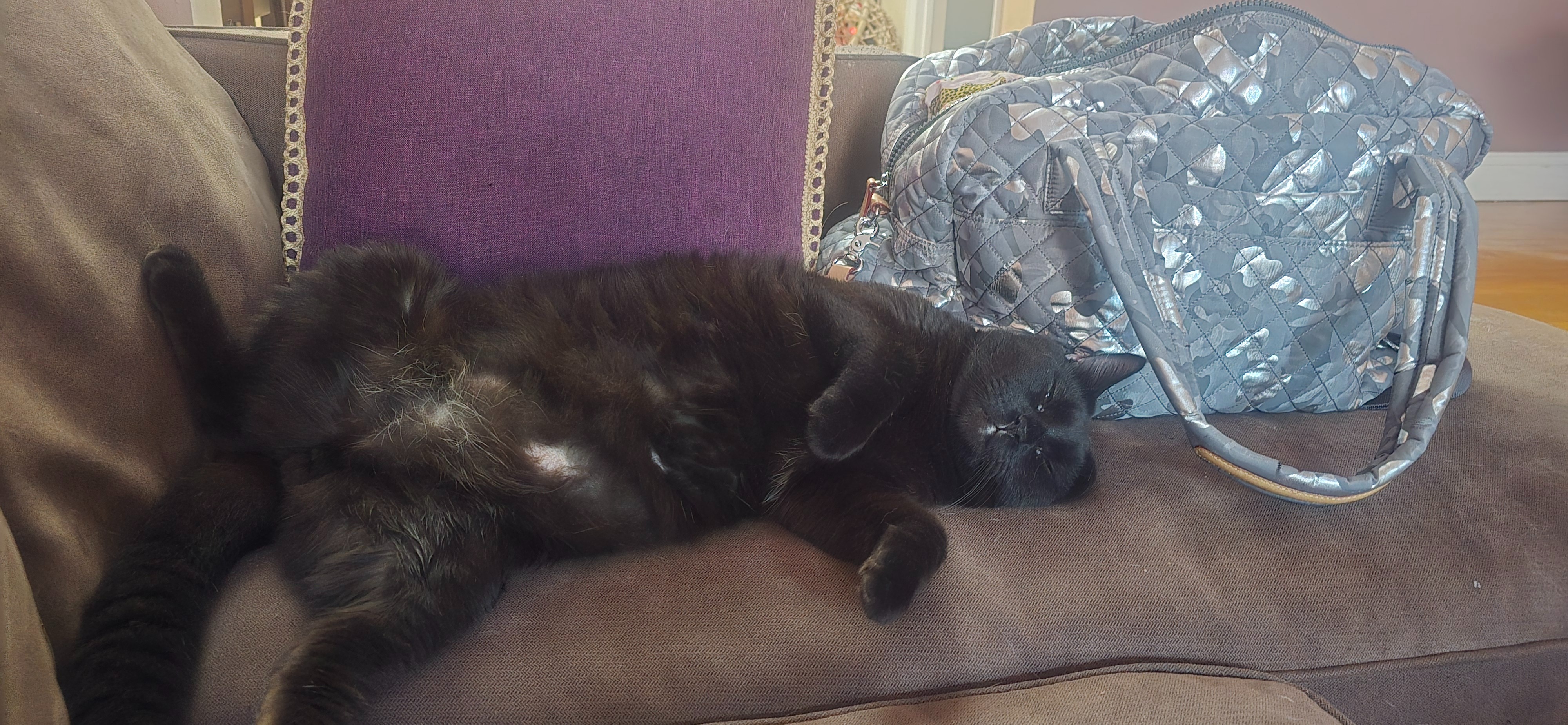 Help Midnight Get Urgent Dental Surgery campaign photo, 5 of 8