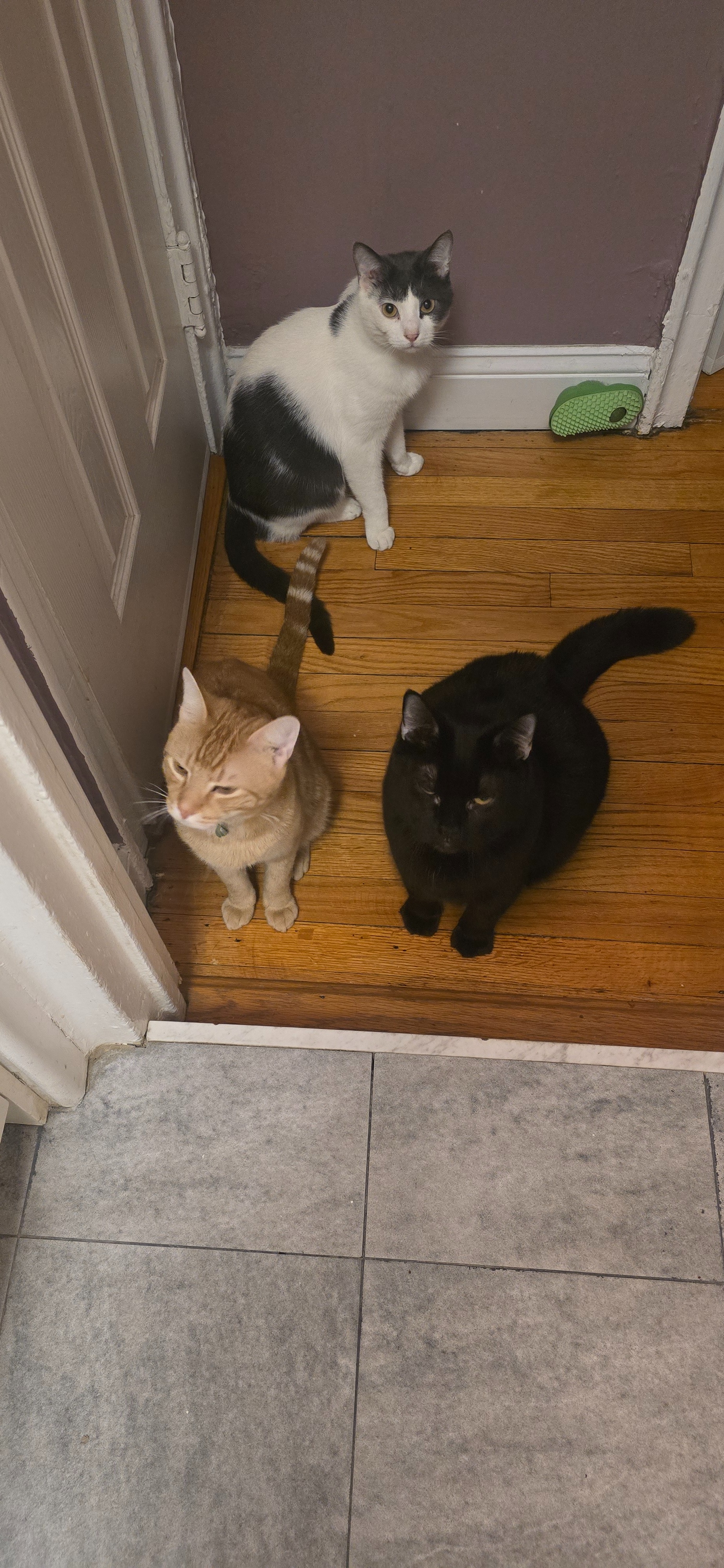 Help Midnight Get Urgent Dental Surgery campaign photo, 6 of 8