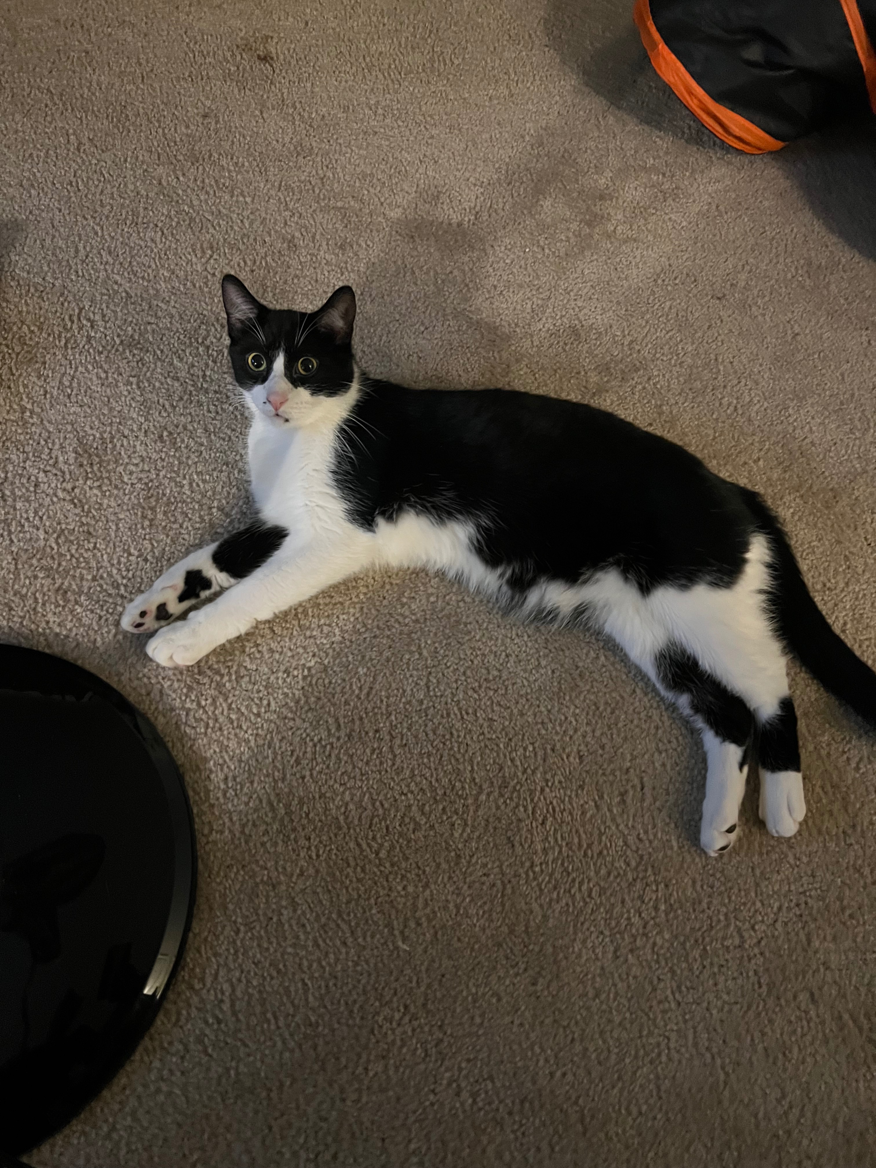 User-uploaded image 1