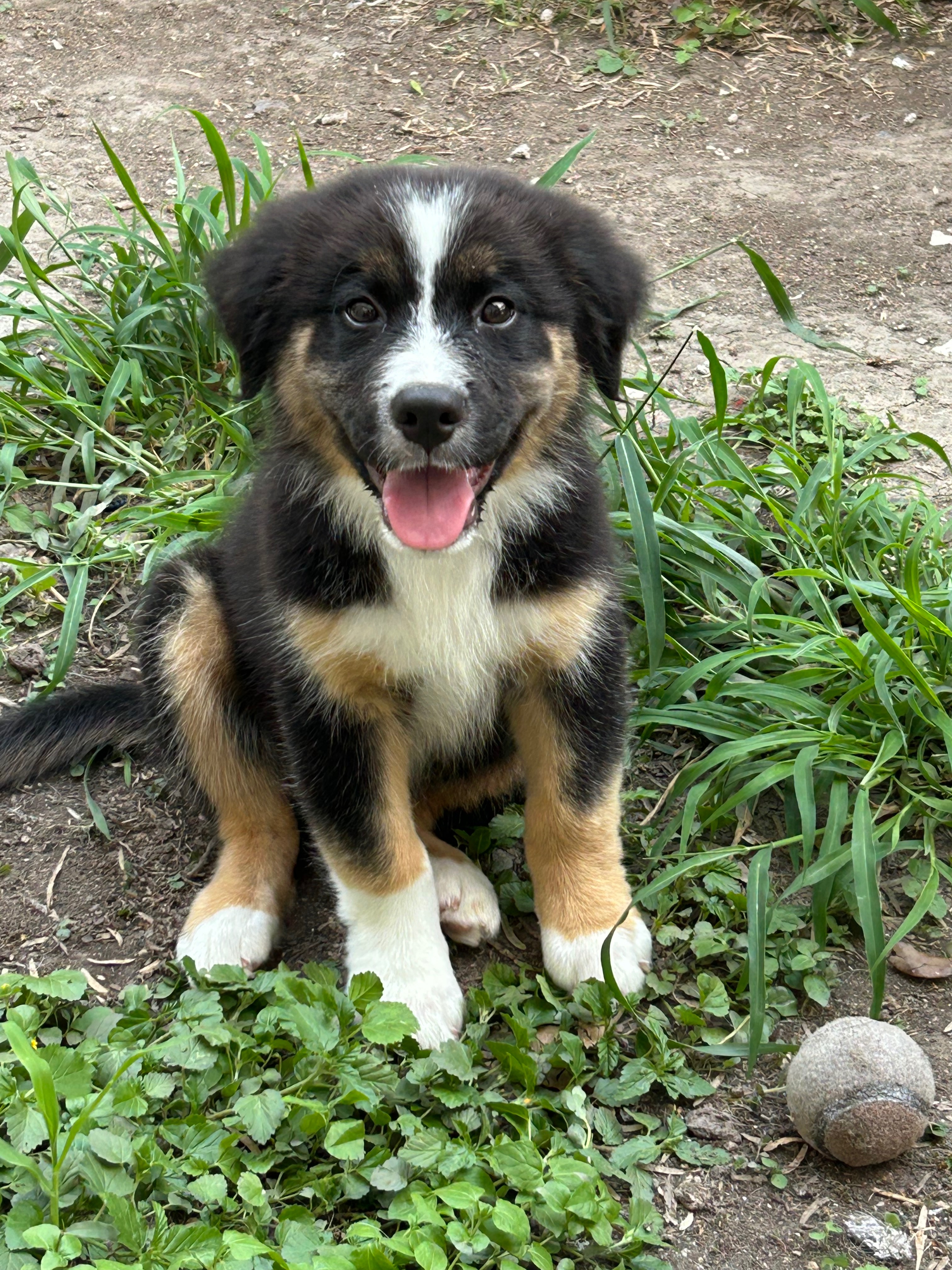 Help Thunder Get Surgery to Walk campaign photo, 6 of 7