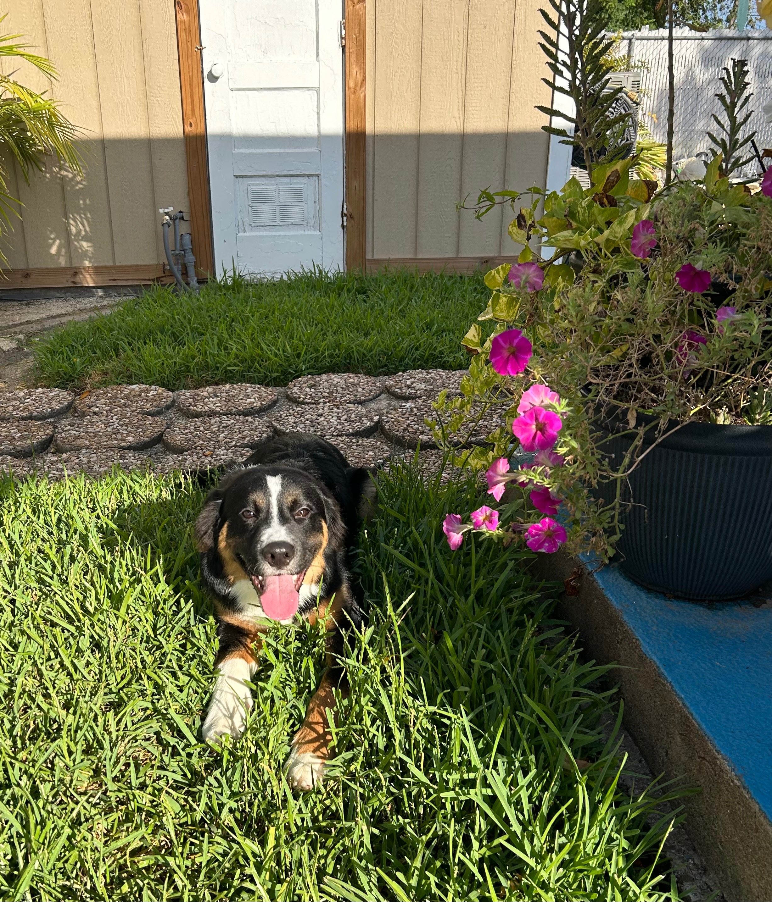 Help Thunder Get Surgery to Walk campaign photo, 2 of 7