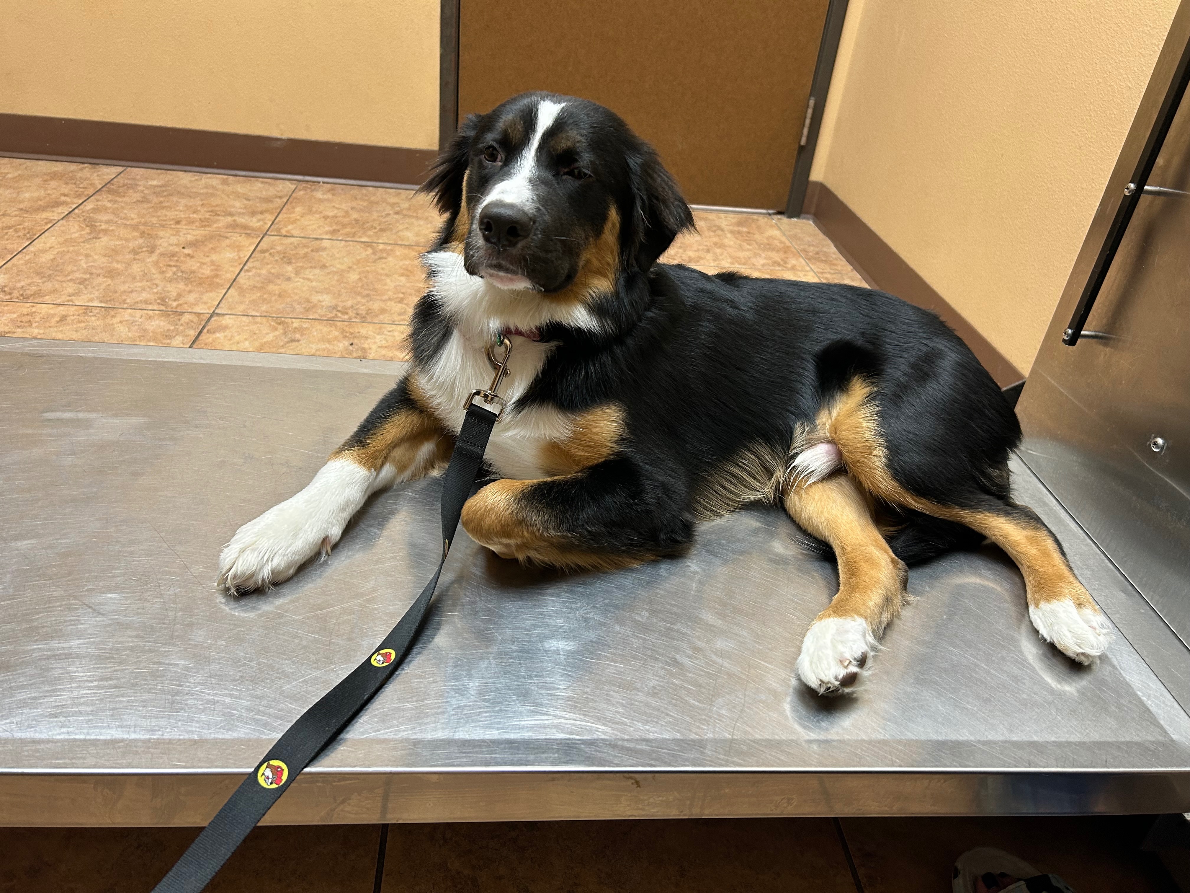 Help Thunder Get Surgery to Walk campaign photo, 5 of 7