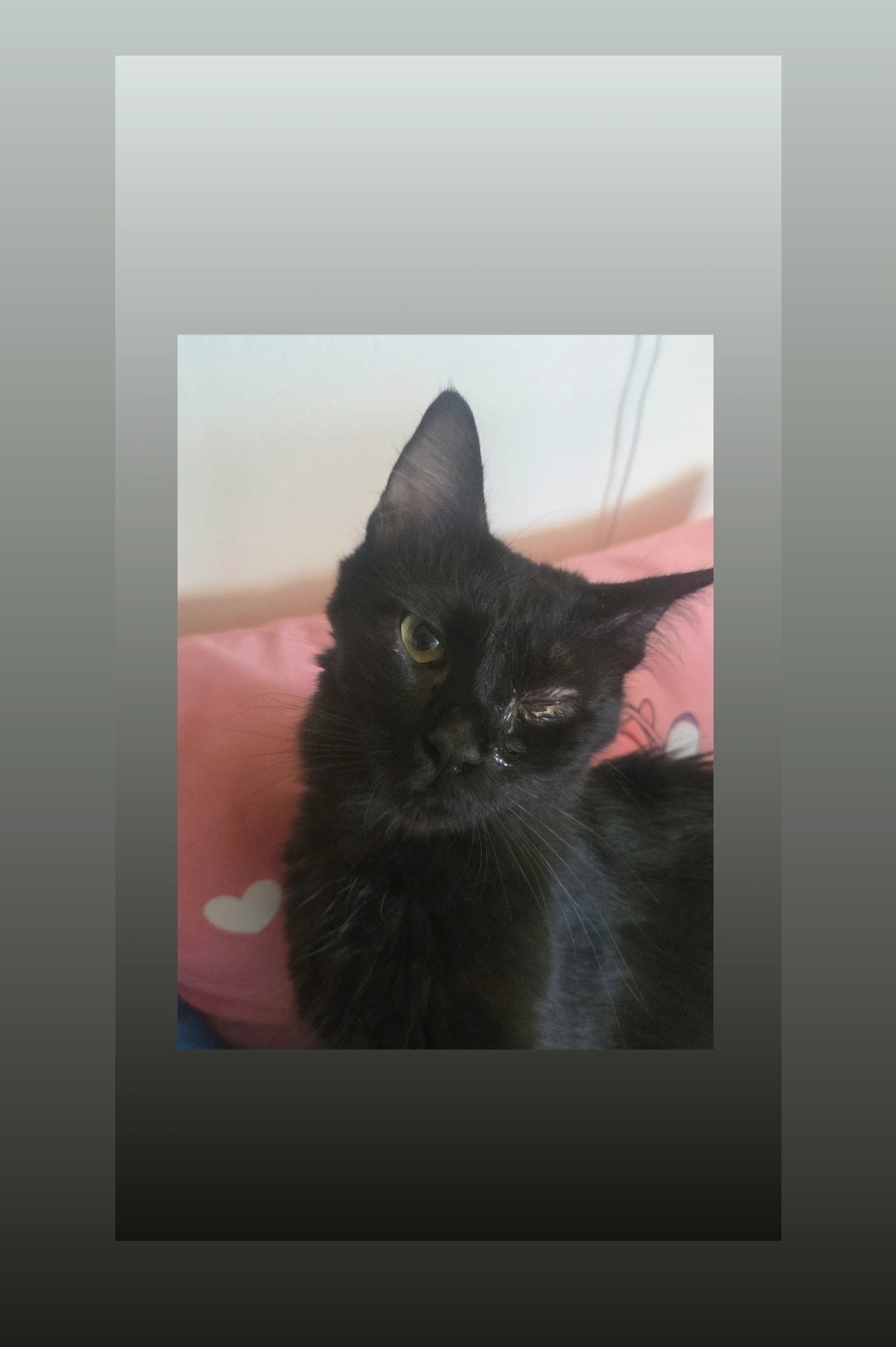 Un aiuto per pagare le spese dei gatti campaign photo, 2 of 4