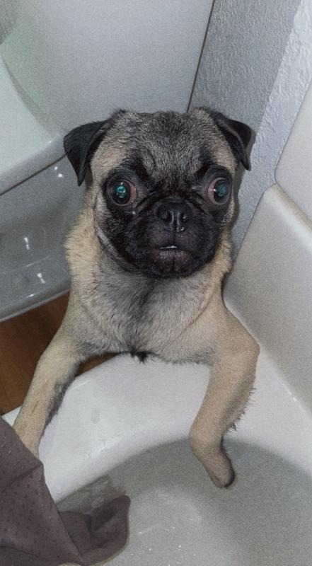 Help With Wynona's Life Saving Treatment campaign photo, 5 of 6