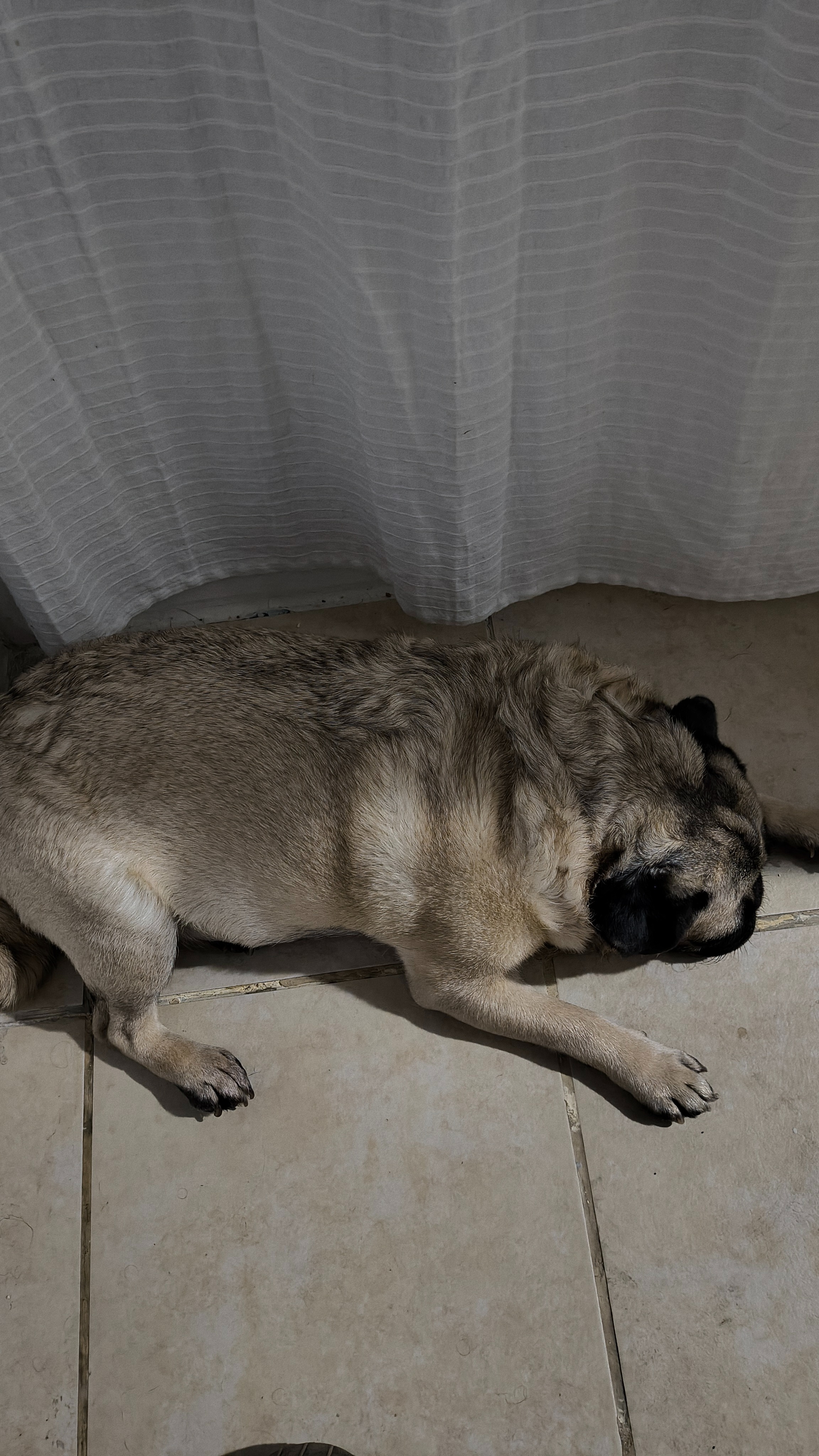 Help With Wynona's Life Saving Treatment campaign photo, 4 of 6
