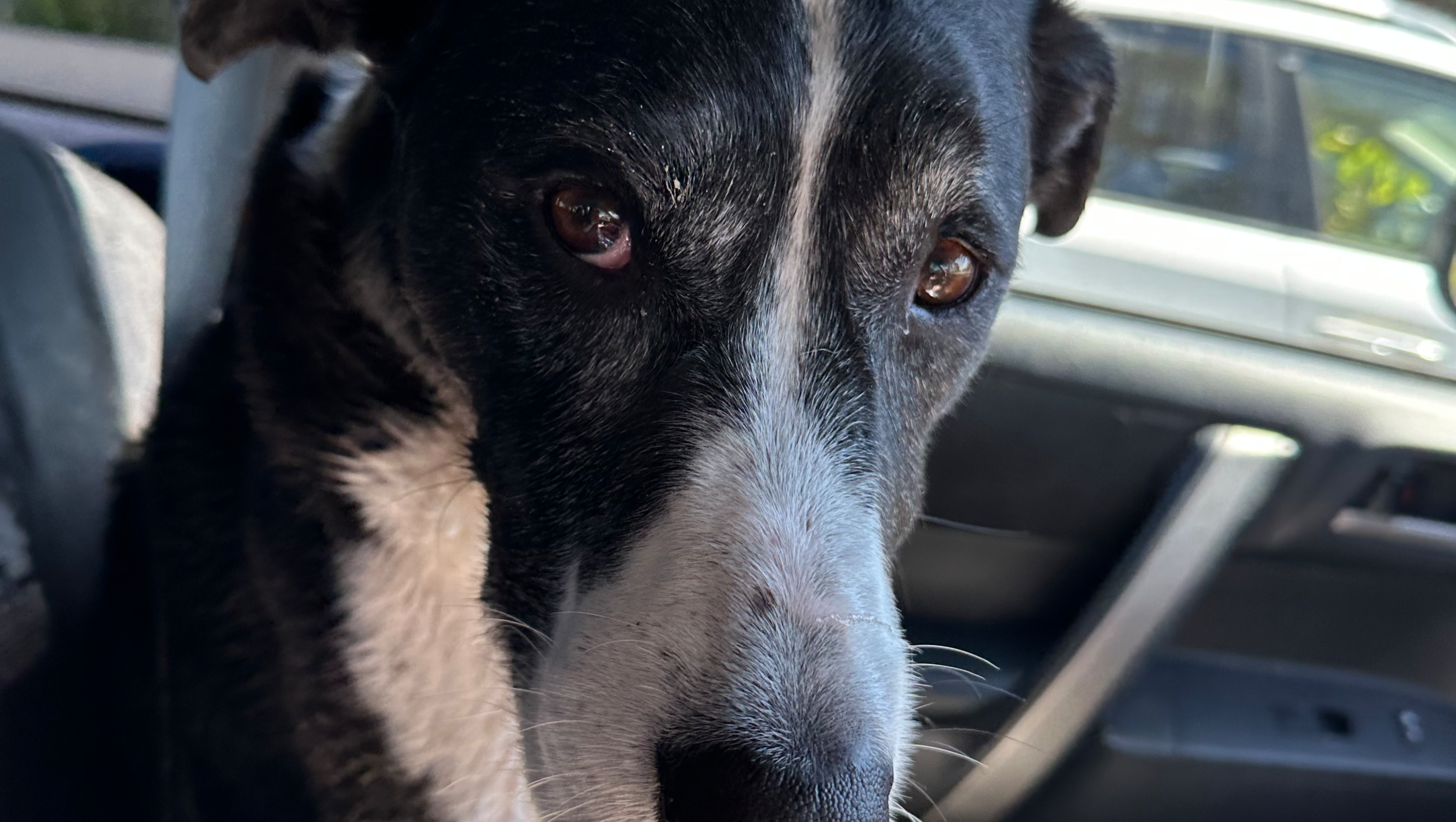 Help Jazzie Get the Care He Needs photo