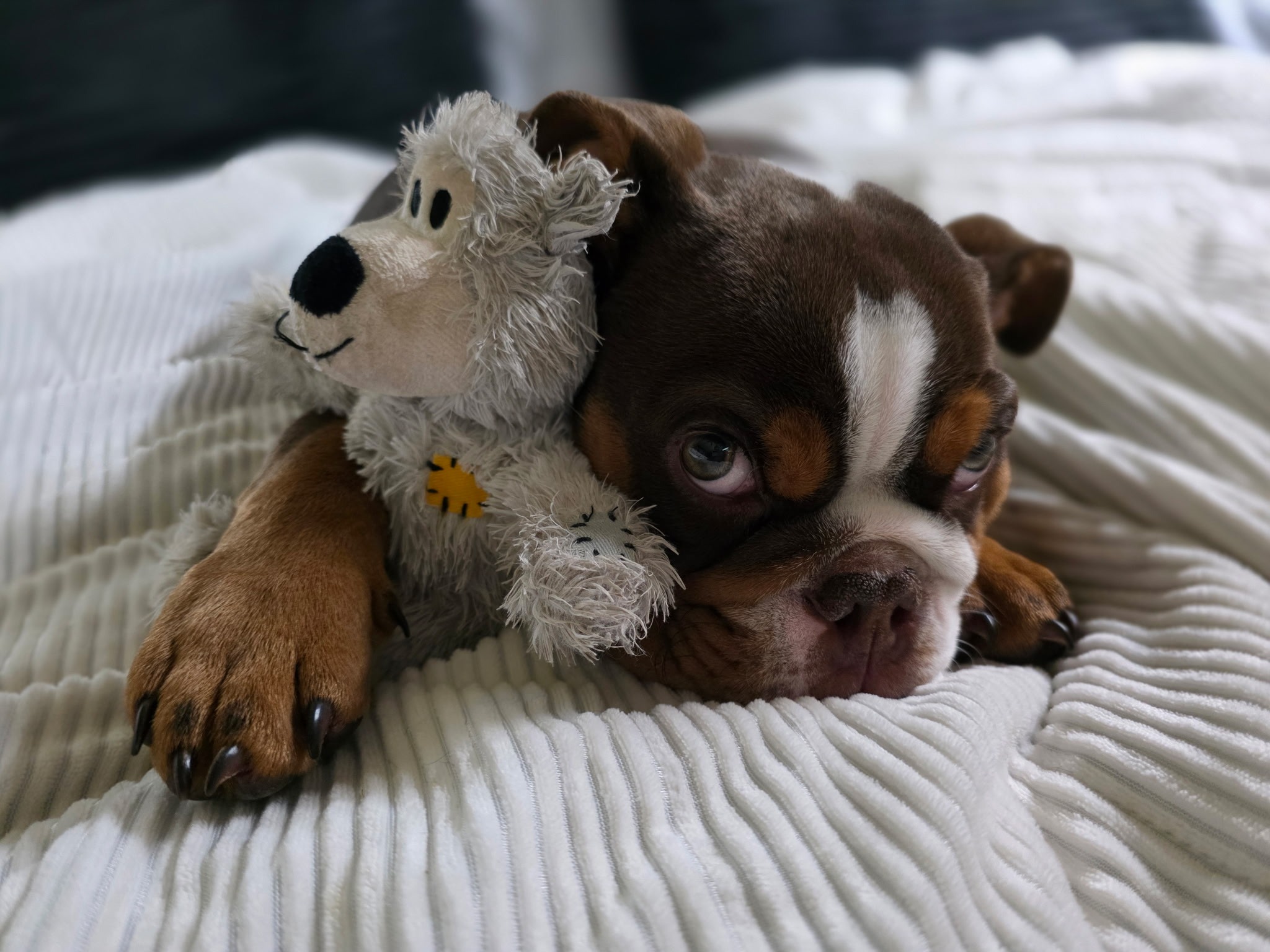 Help Vinny Walk Again: Urgent Surgery Needed campaign photo, 7 of 7