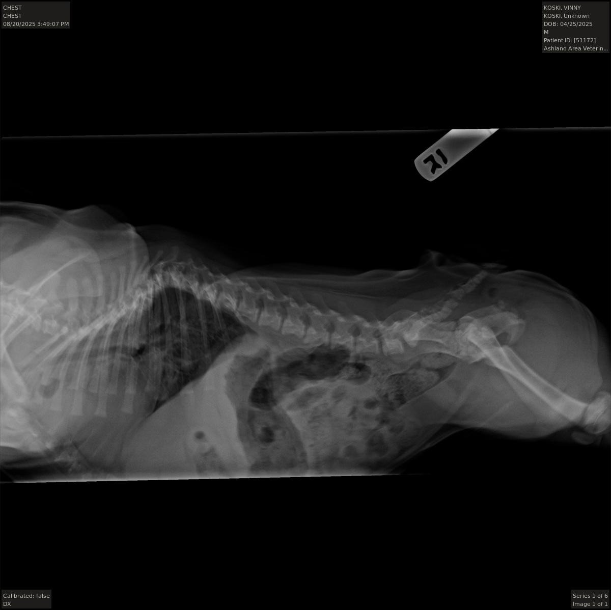 Help Vinny Walk Again: Urgent Surgery Needed campaign photo, 2 of 7