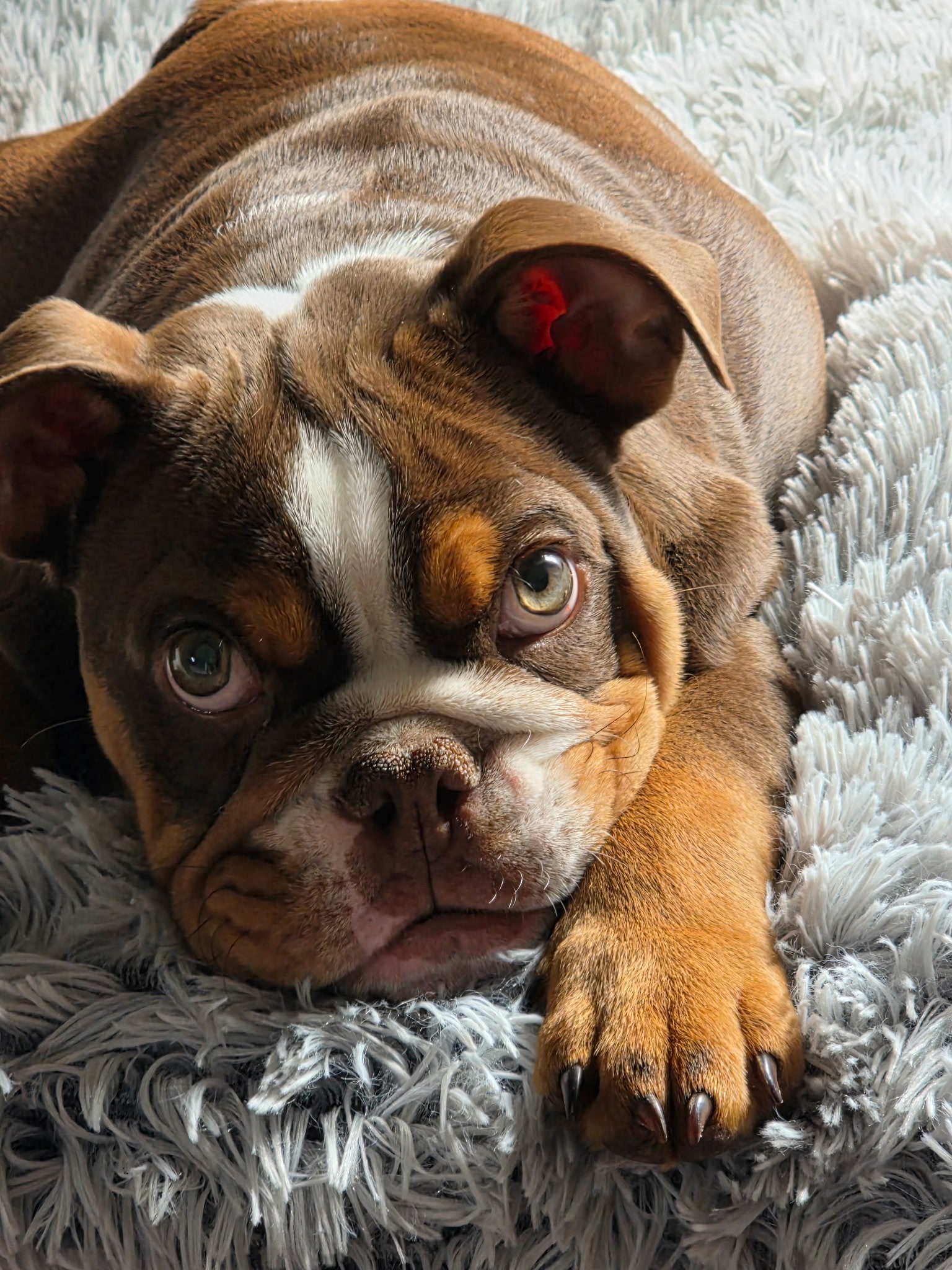 Help Vinny Walk Again: Urgent Surgery Needed campaign photo, 5 of 7
