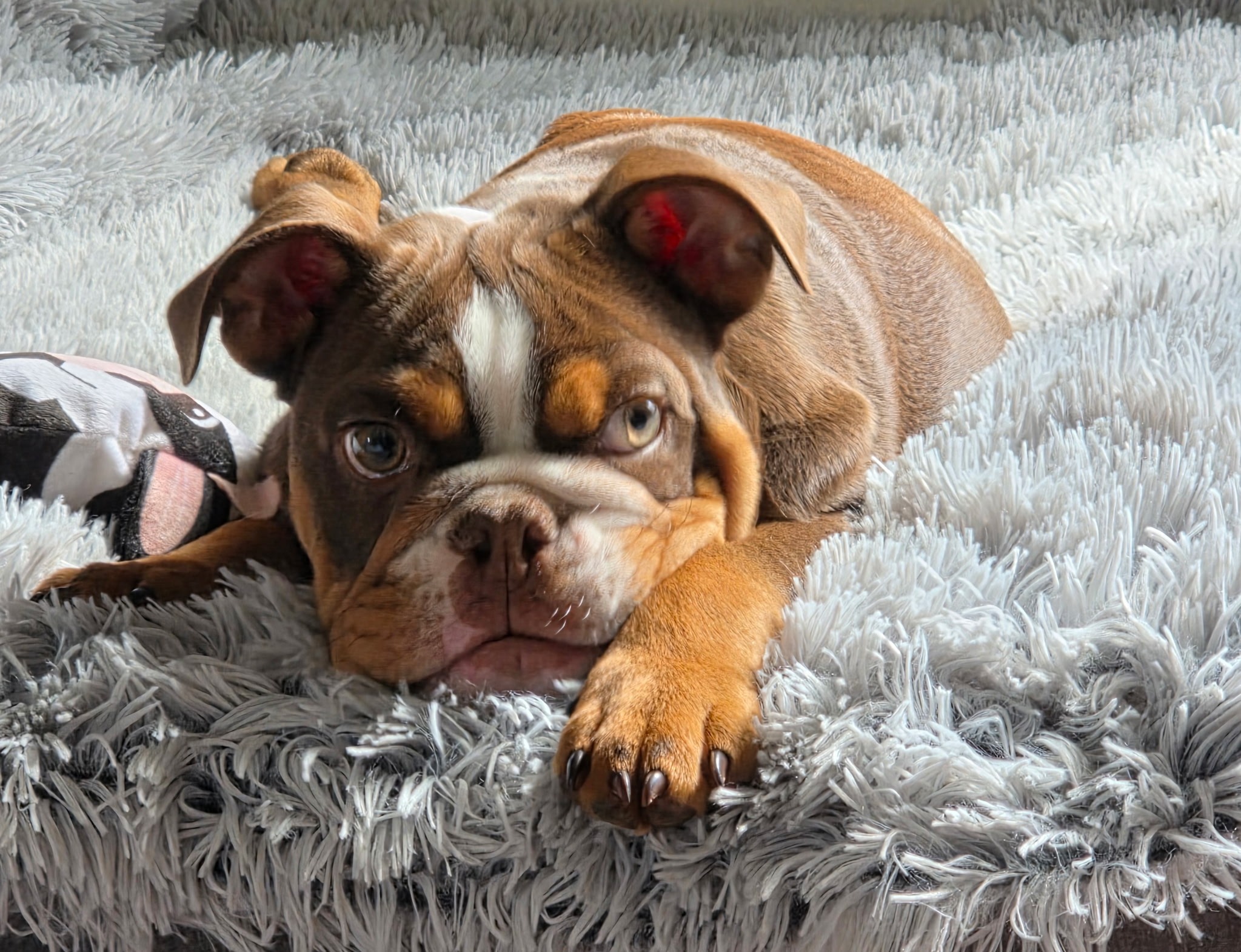 Help Vinny Walk Again: Urgent Surgery Needed campaign photo, 4 of 7