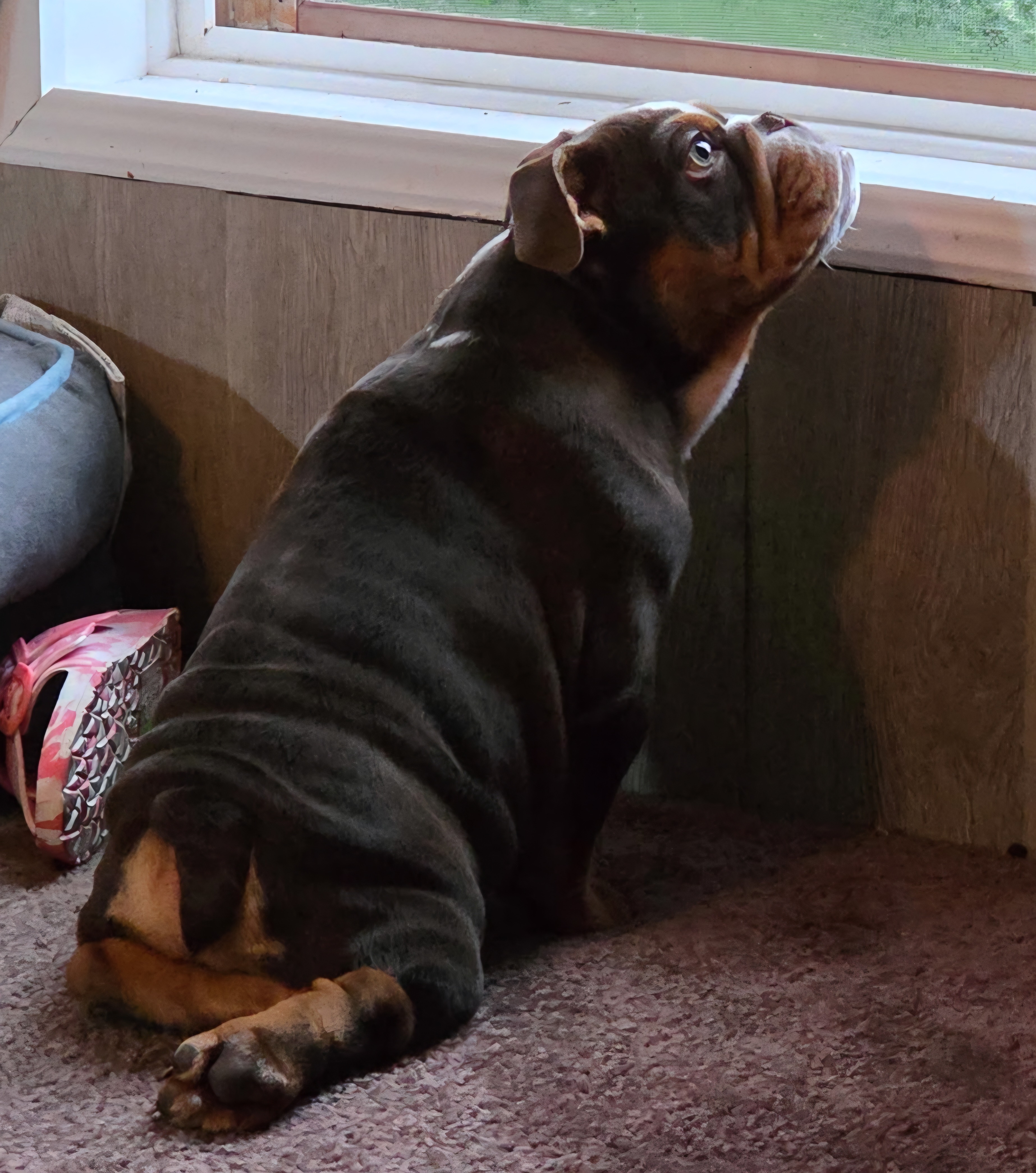 Help Vinny Walk Again: Urgent Surgery Needed campaign photo, 6 of 7