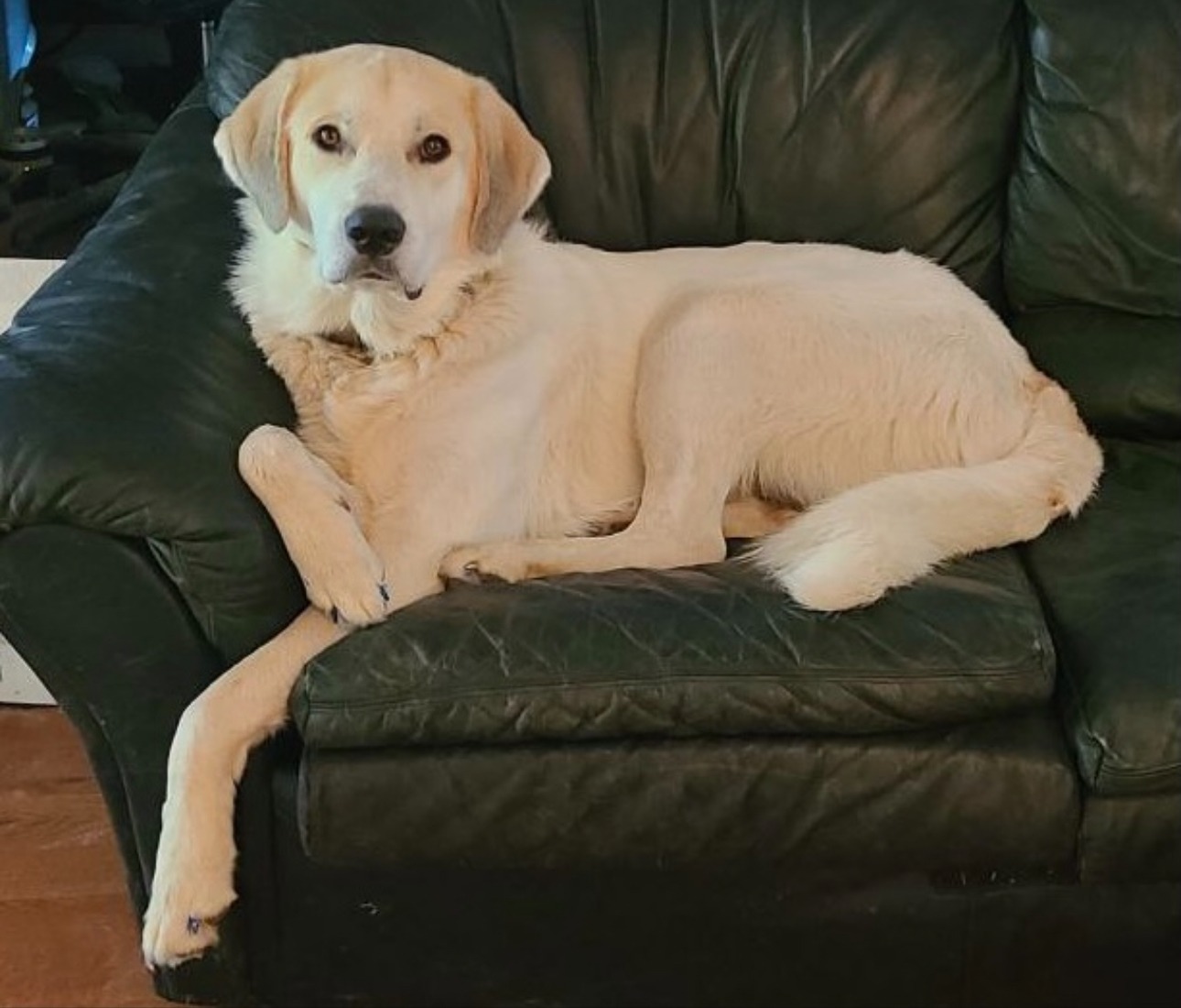 Save Uhtred: Loyal Guardian Needs Urgent Surgery campaign photo, 7 of 8