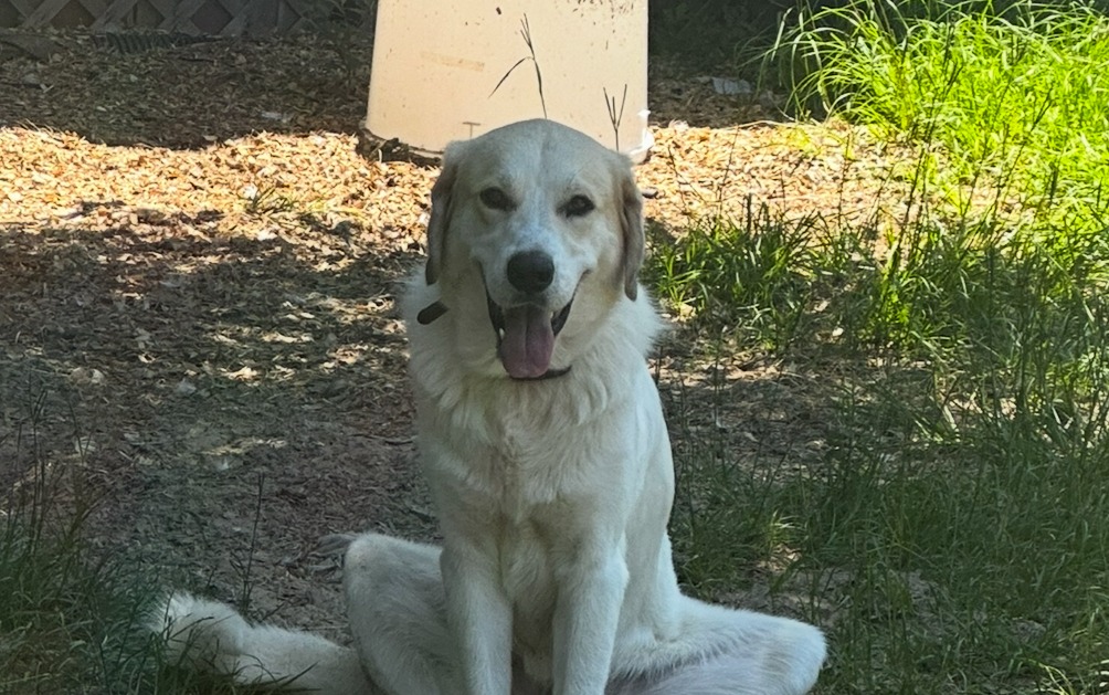 Save Uhtred: Loyal Guardian Needs Urgent Surgery campaign photo, 2 of 8