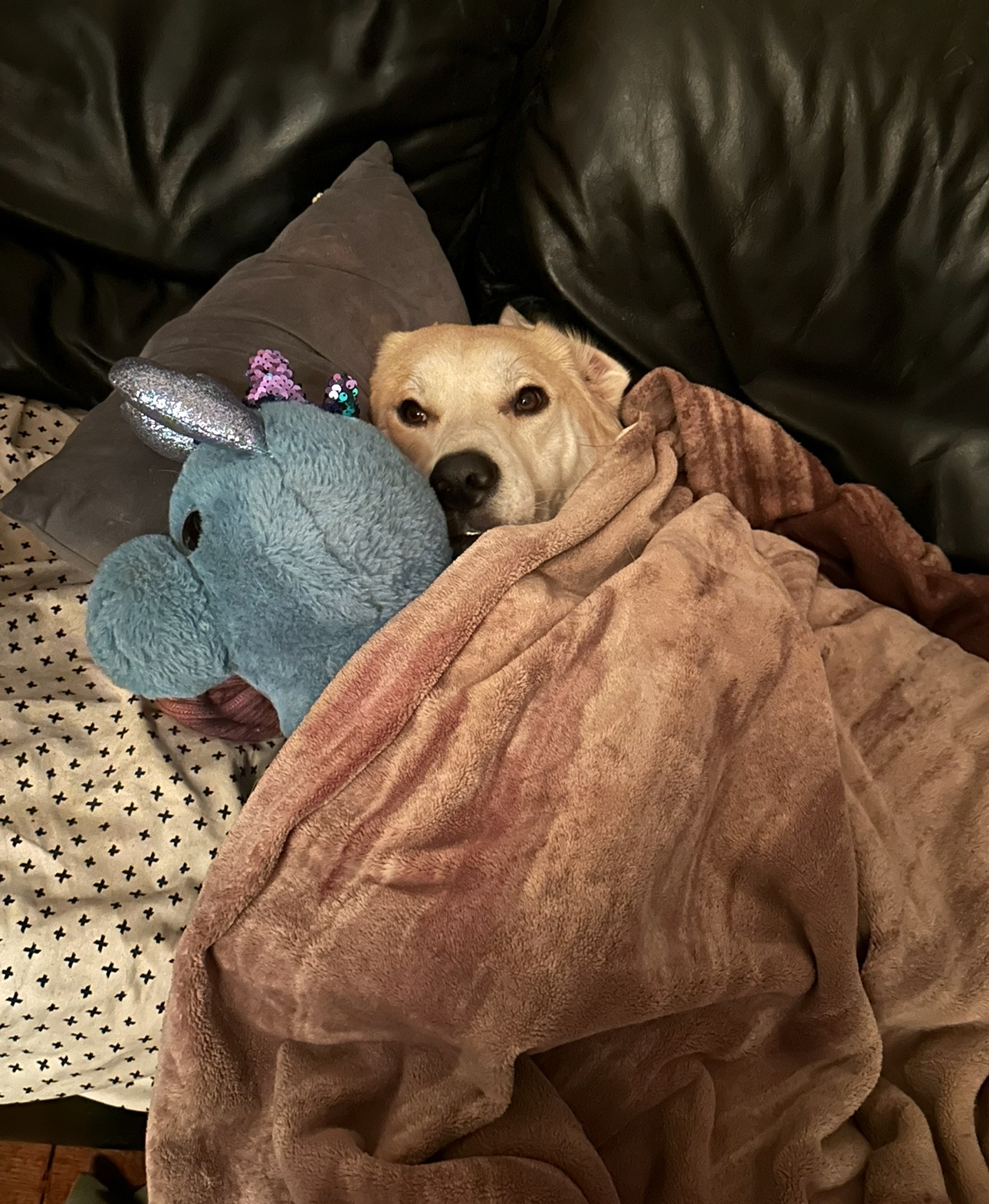 Save Uhtred: Loyal Guardian Needs Urgent Surgery campaign photo, 5 of 8