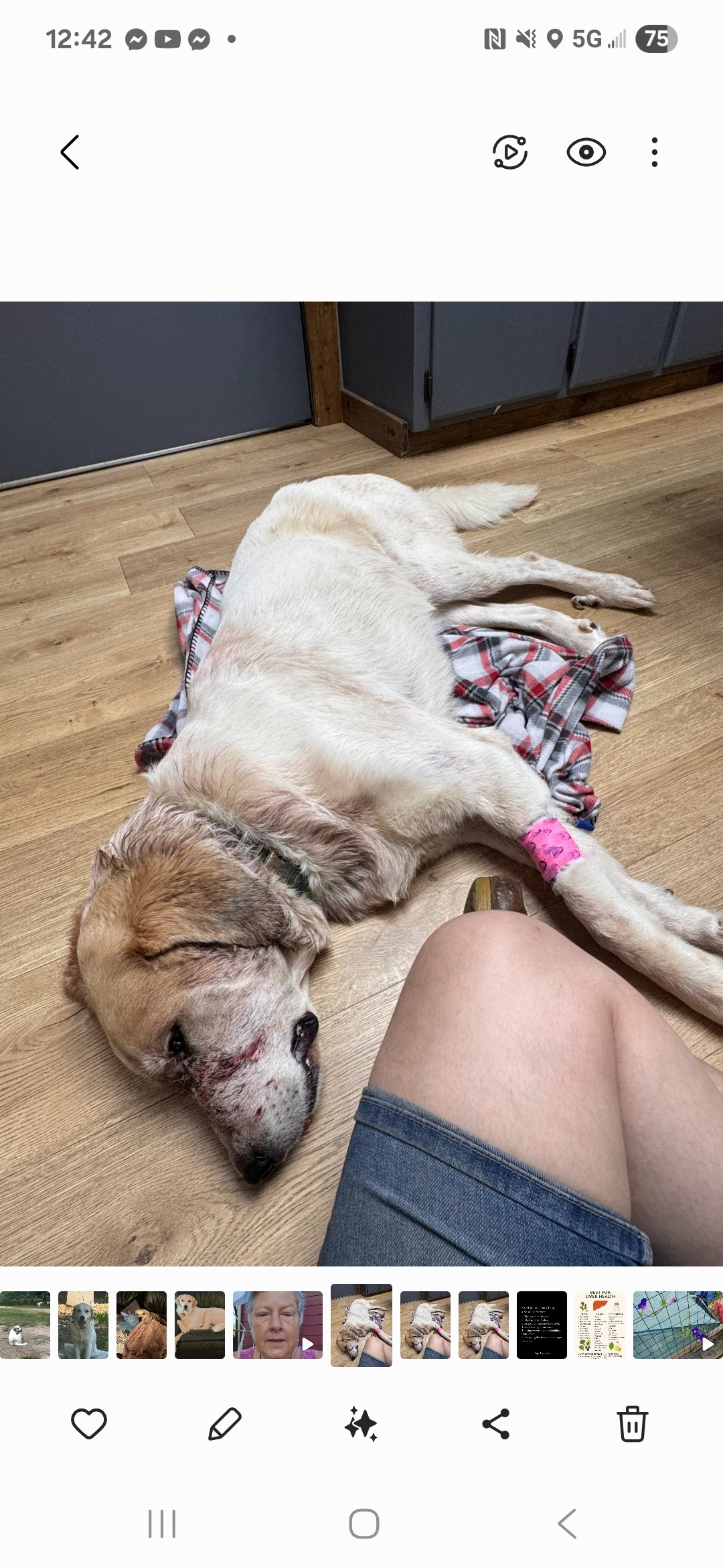 Save Uhtred: Loyal Guardian Needs Urgent Surgery campaign photo, 6 of 8