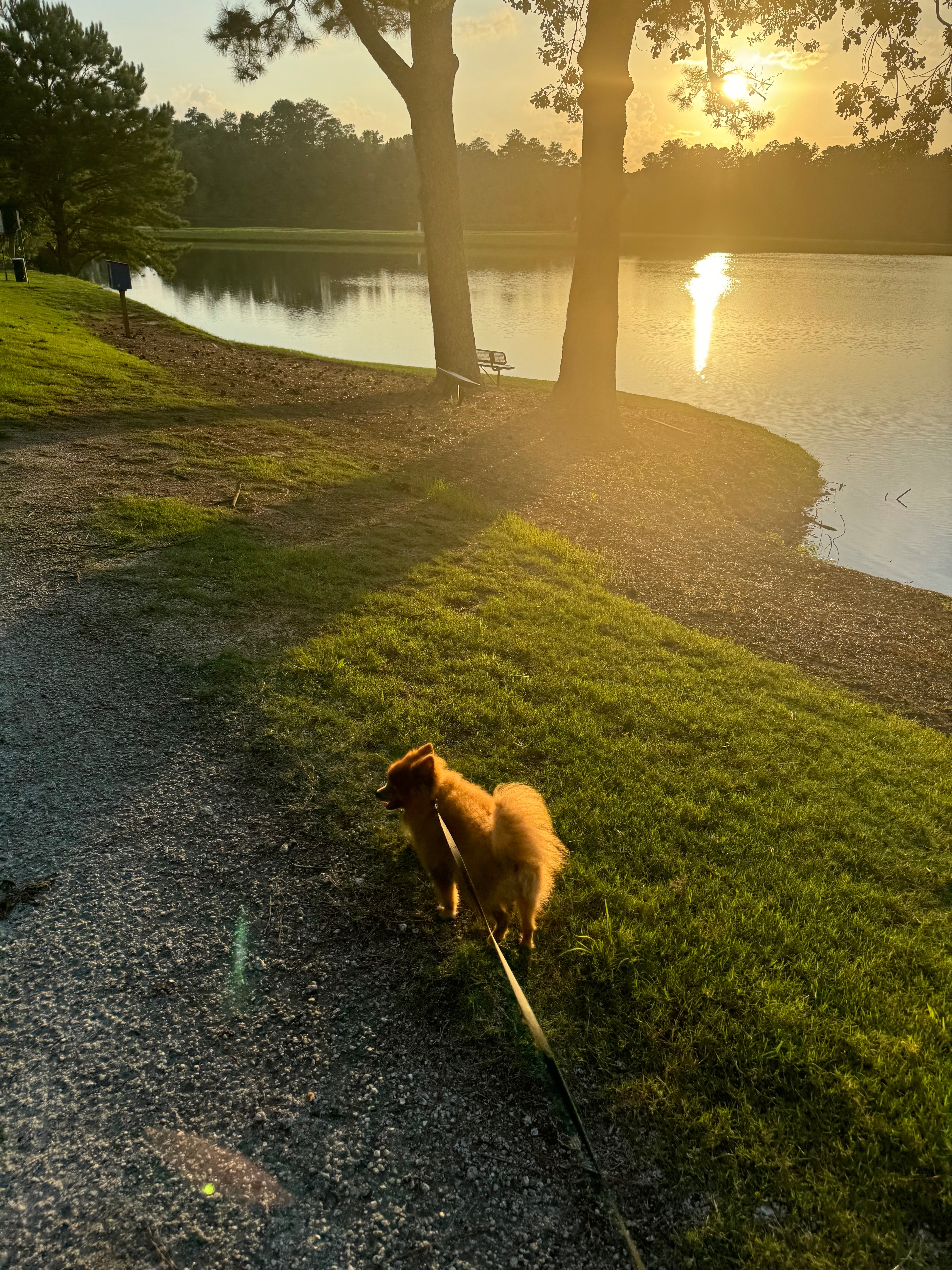 30 Mile Dog Walk for American Cancer Society campaign photo, 2 of 6