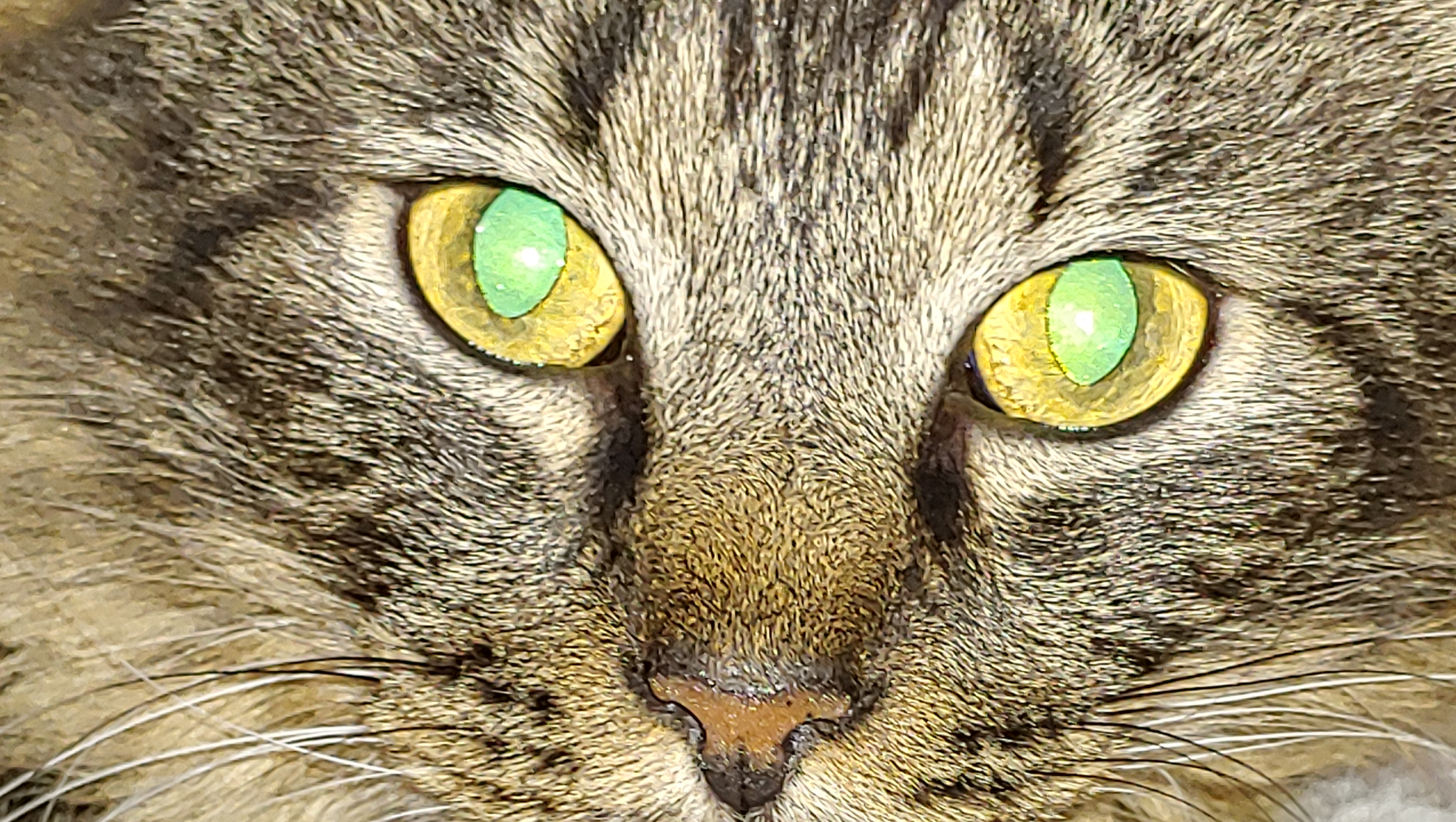 Help me help the unwanted pets. Let's give them a home. photo