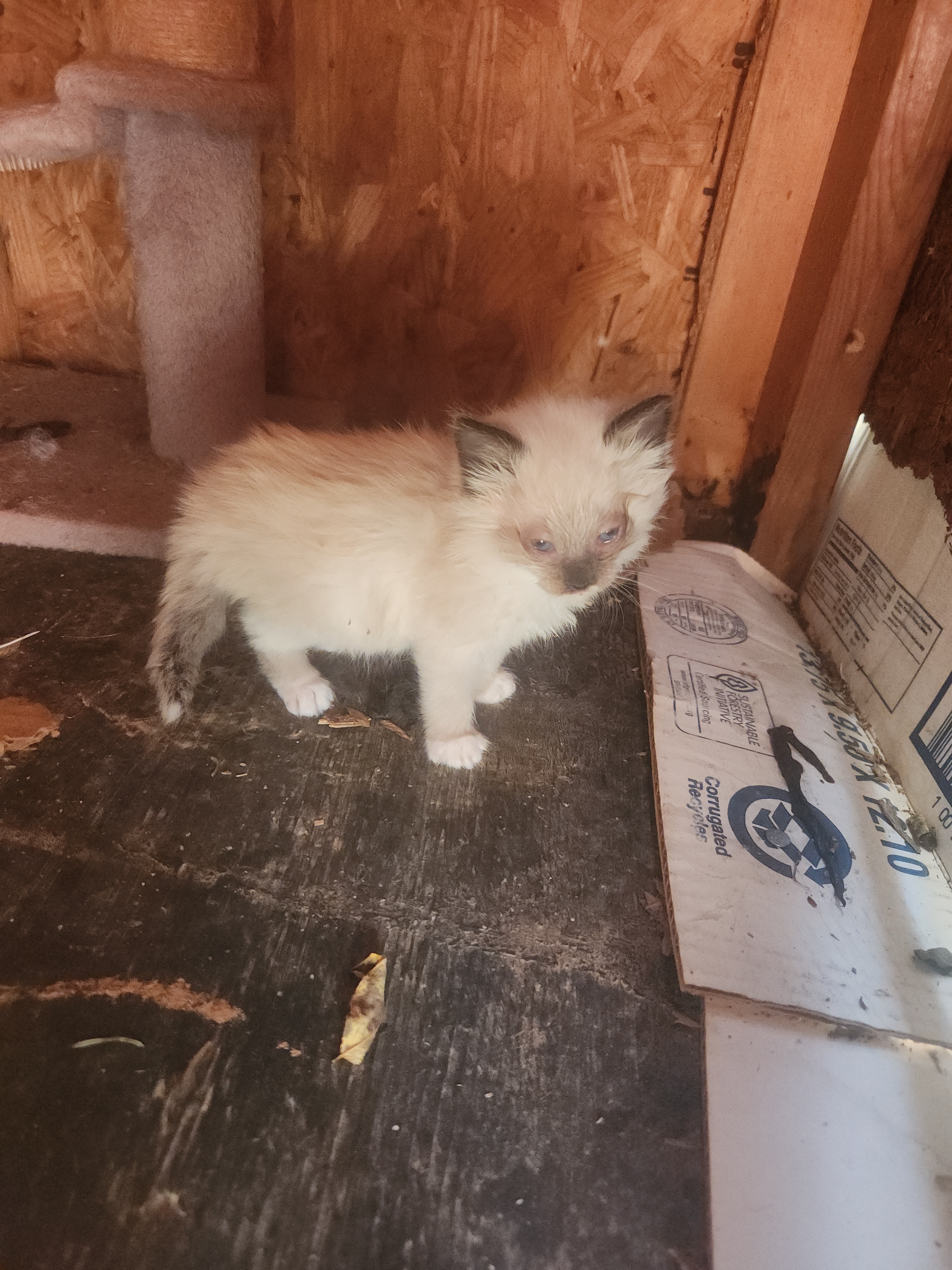 Urgent: Spay 8 Stray Cats in West Virginia campaign photo, 7 of 8