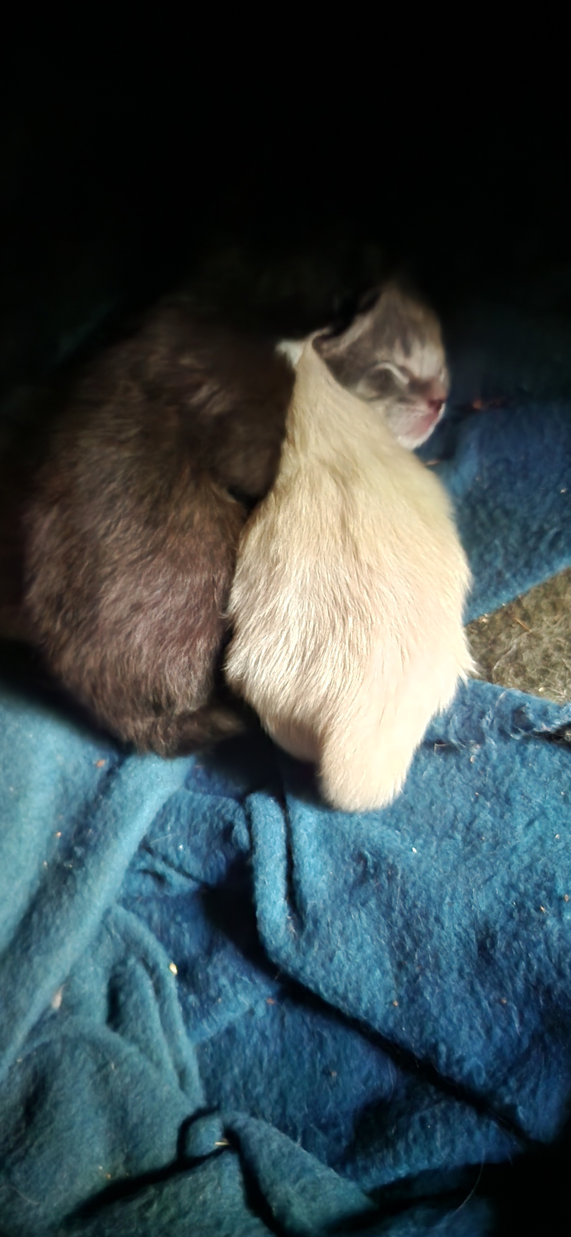 Urgent: Spay 8 Stray Cats in West Virginia campaign photo, 2 of 8