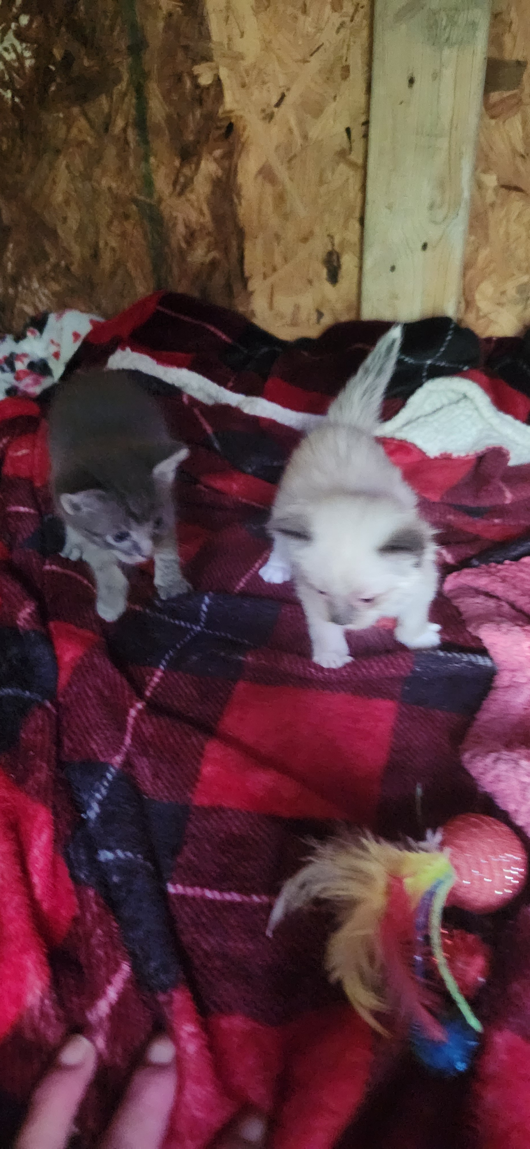 Urgent: Spay 8 Stray Cats in West Virginia campaign photo, 4 of 8