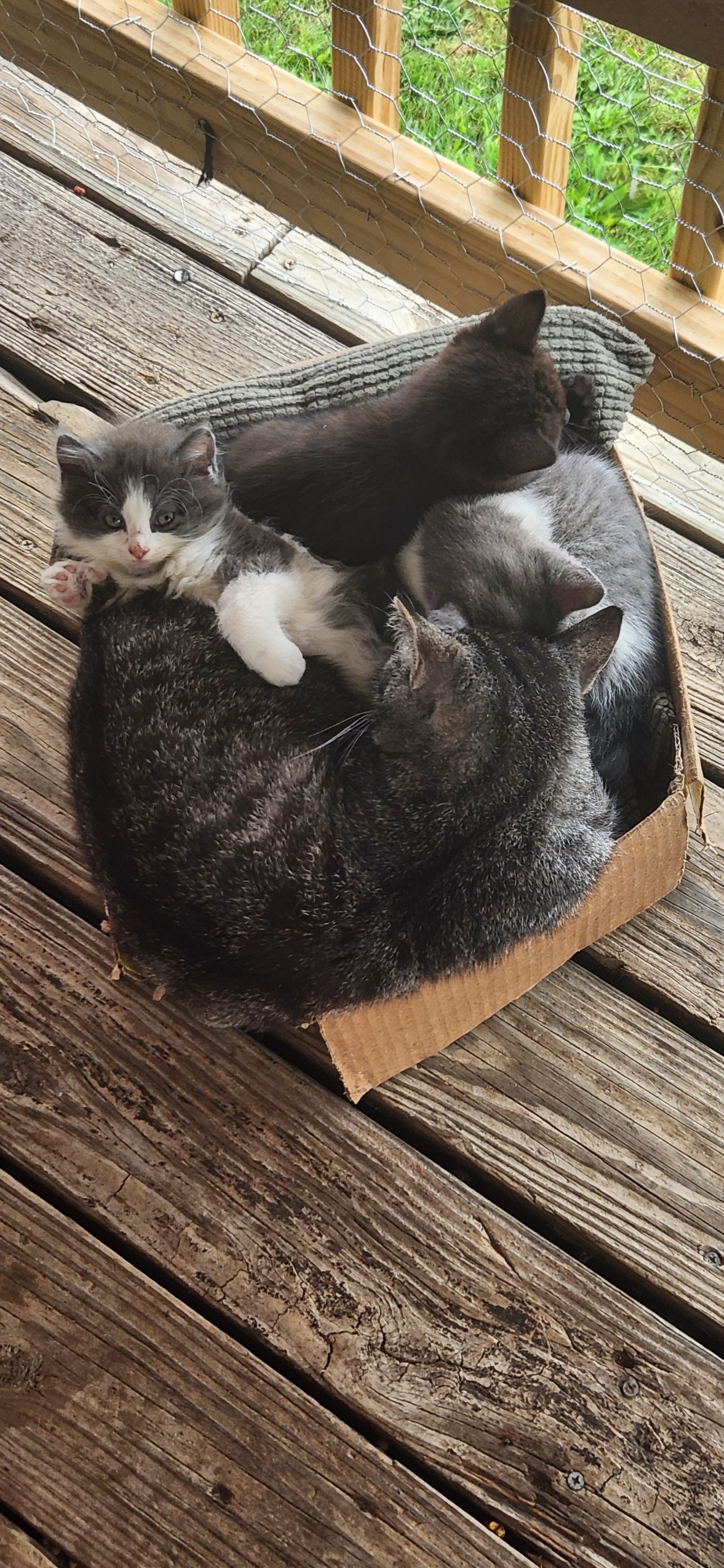 Urgent: Spay 8 Stray Cats in West Virginia campaign photo, 6 of 8