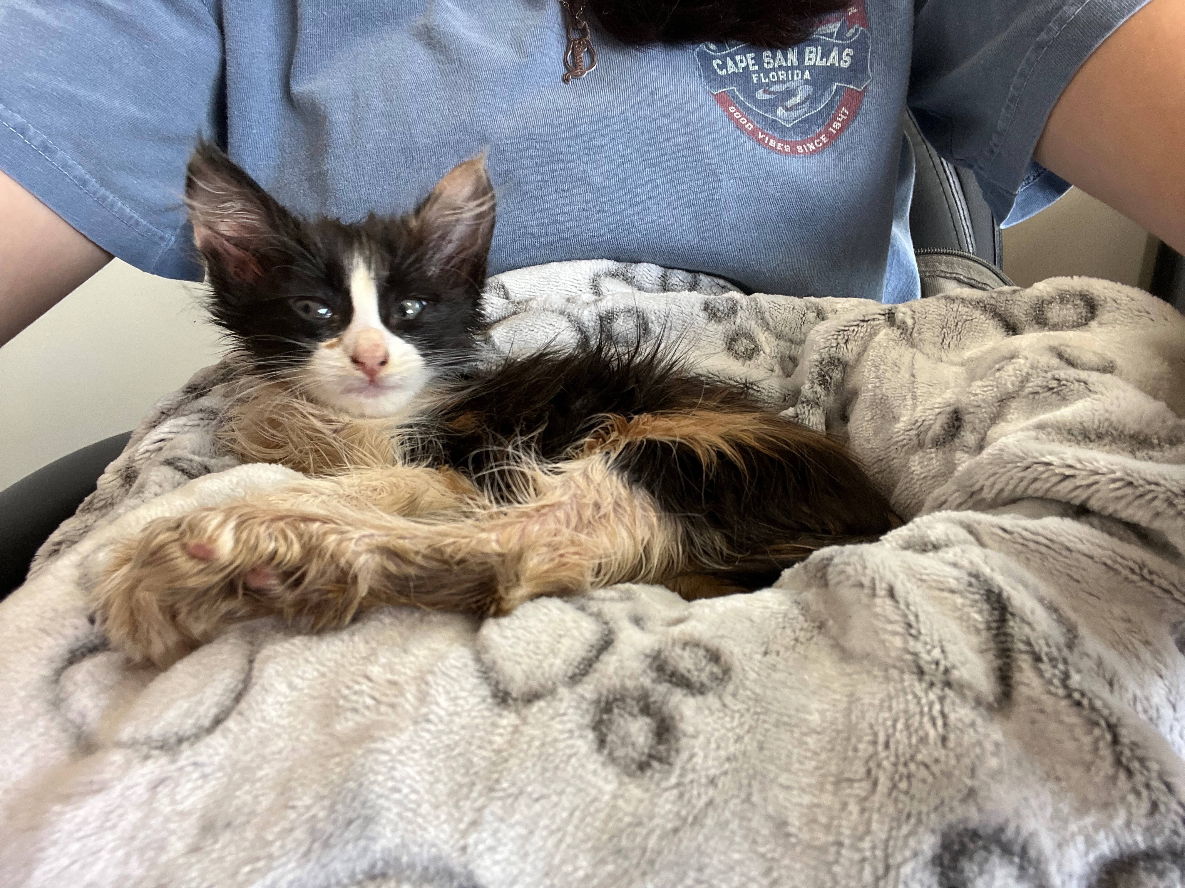 Kitten Needs Urgent Care After Being Trapped campaign photo, 6 of 7
