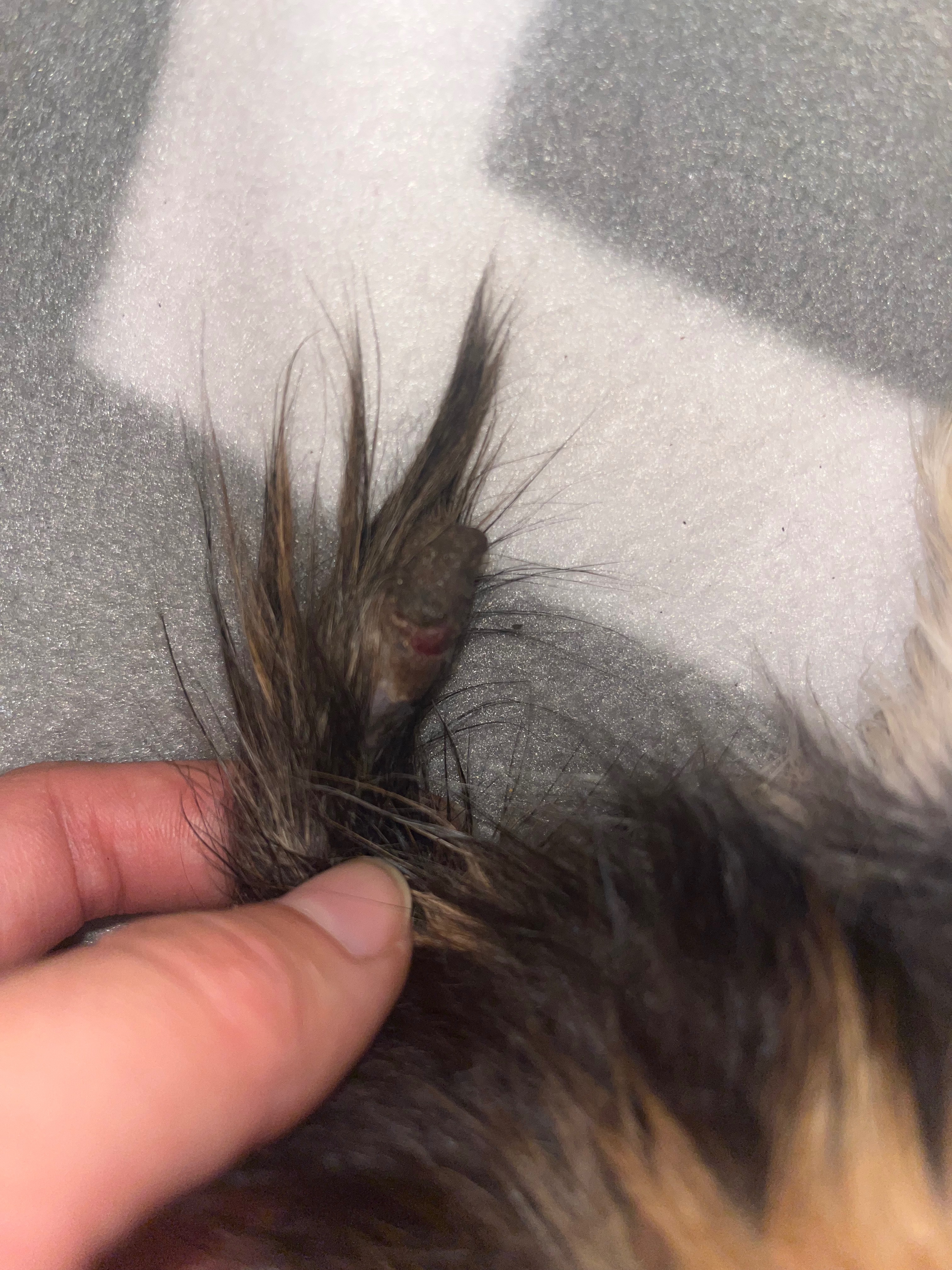 Kitten Needs Urgent Care After Being Trapped campaign photo, 2 of 7