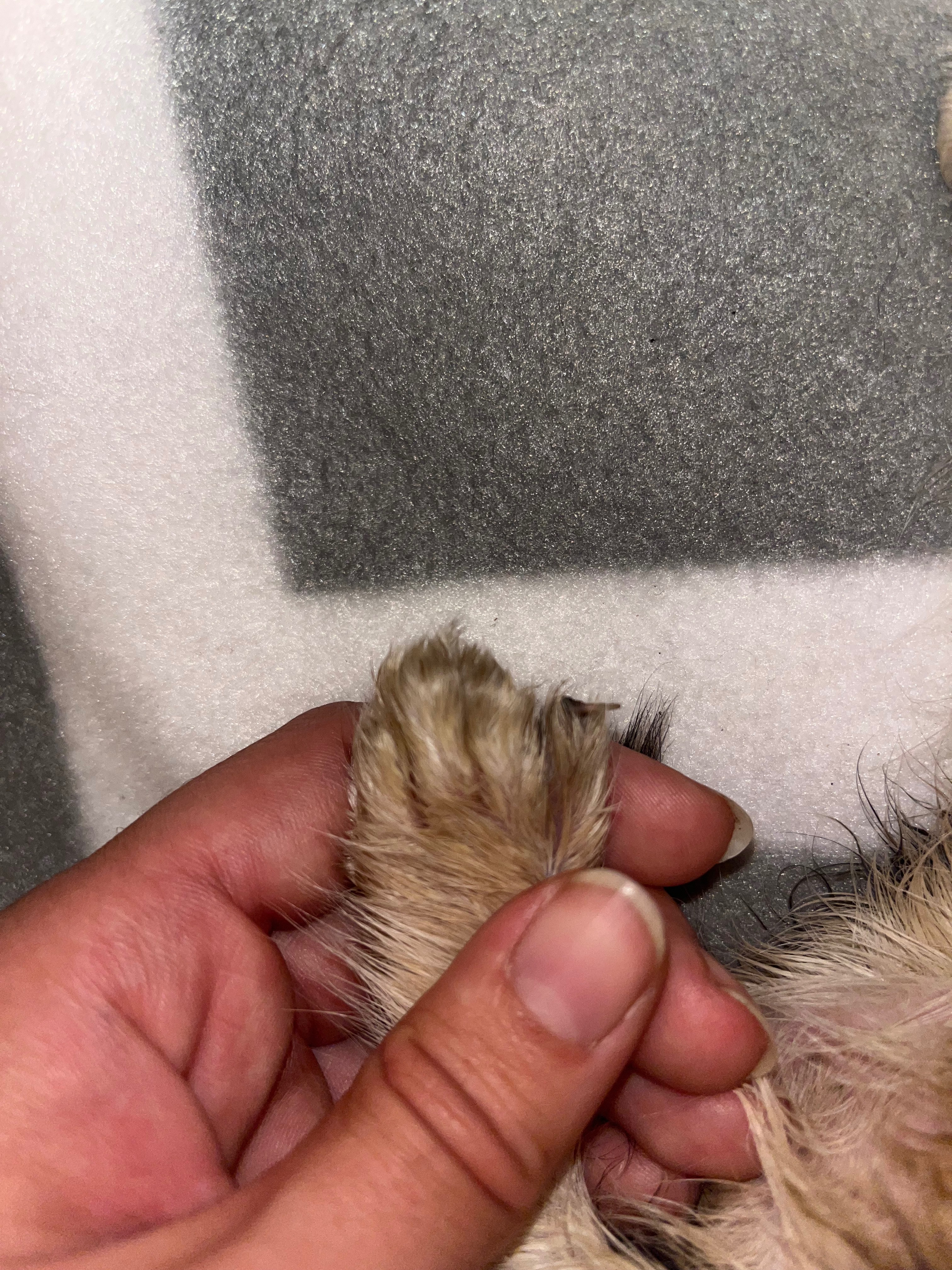Kitten Needs Urgent Care After Being Trapped campaign photo, 4 of 7