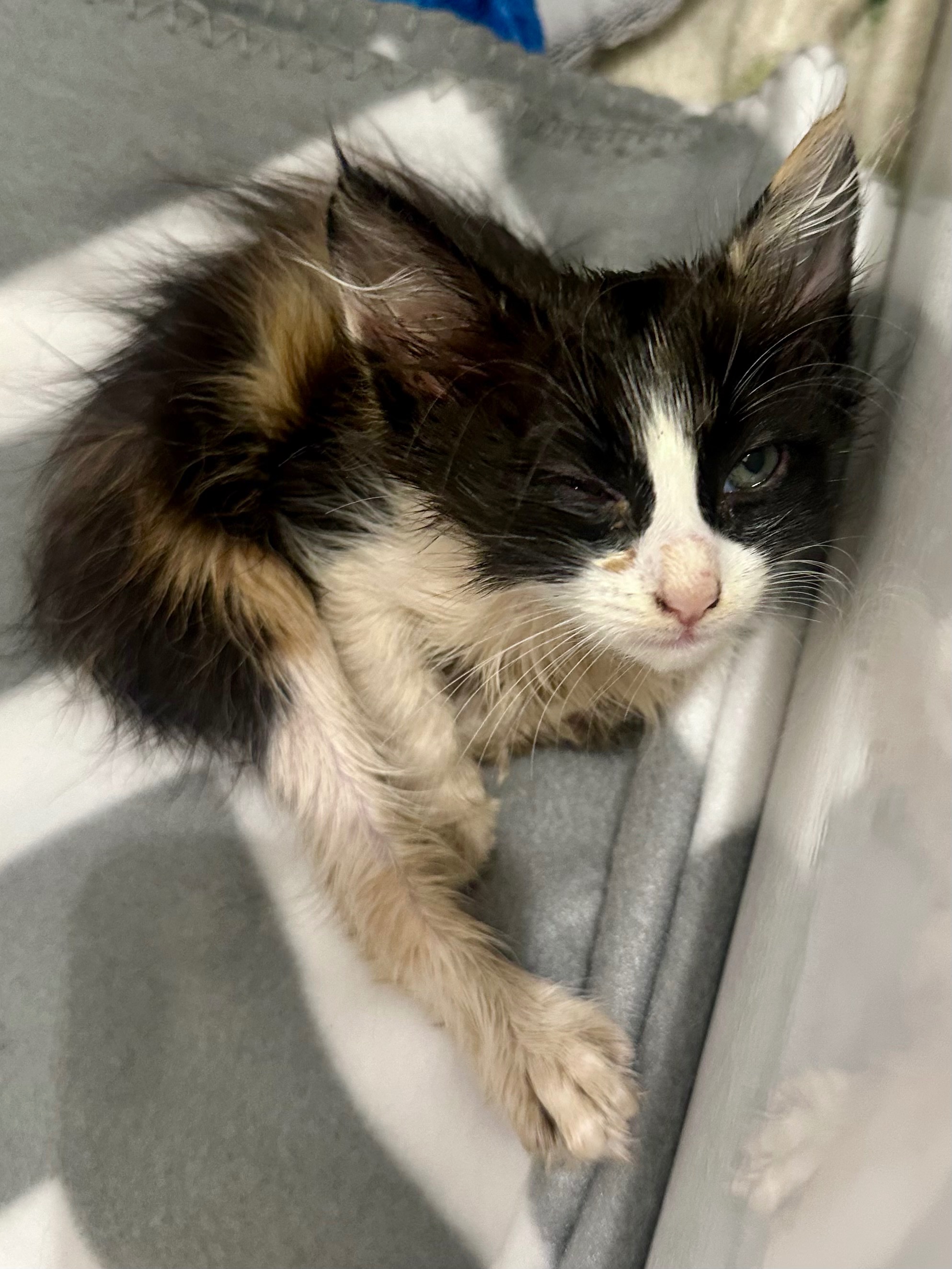 Kitten Needs Urgent Care After Being Trapped campaign photo, 5 of 7