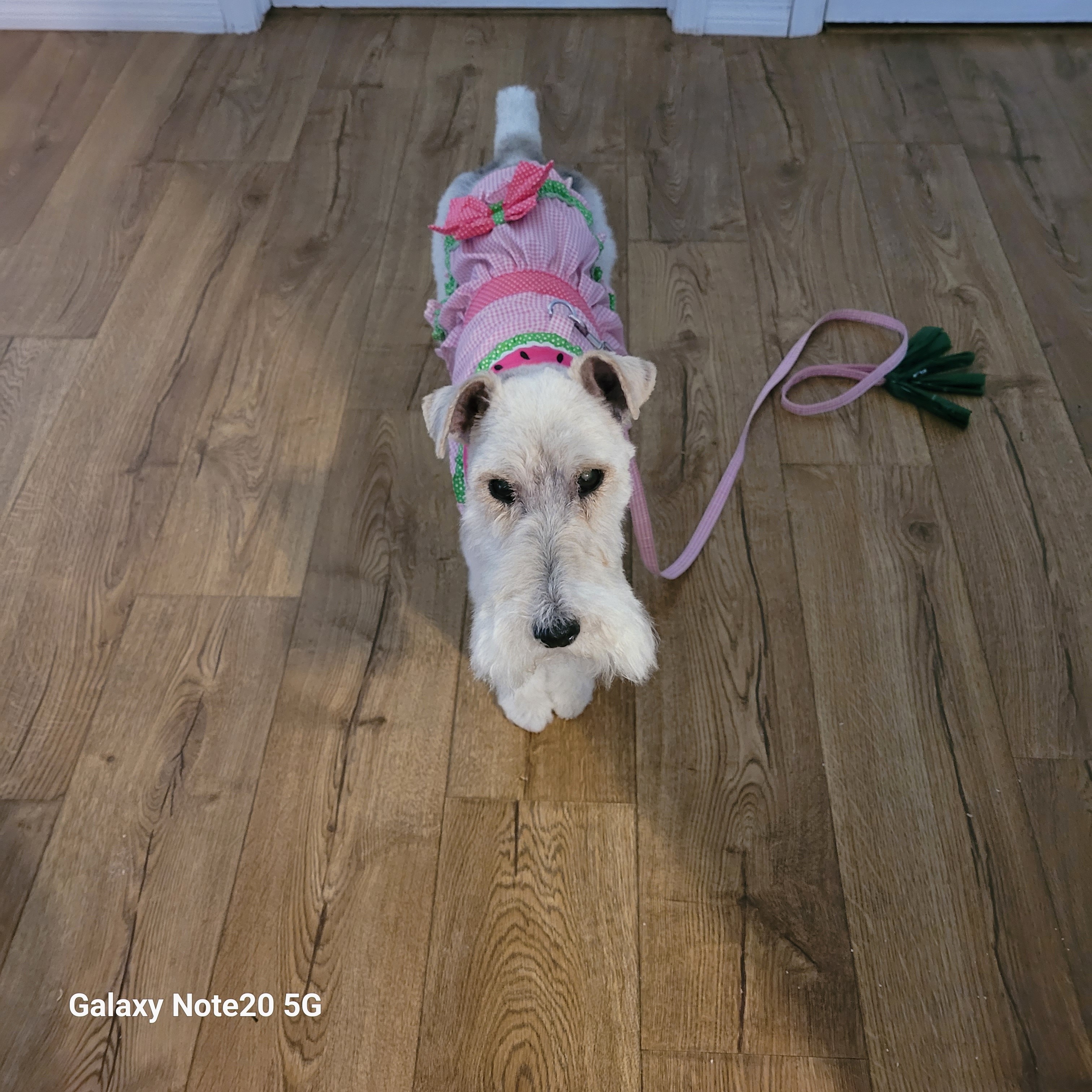 Help Lucy Get Life-Saving Surgery campaign photo, 2 of 4