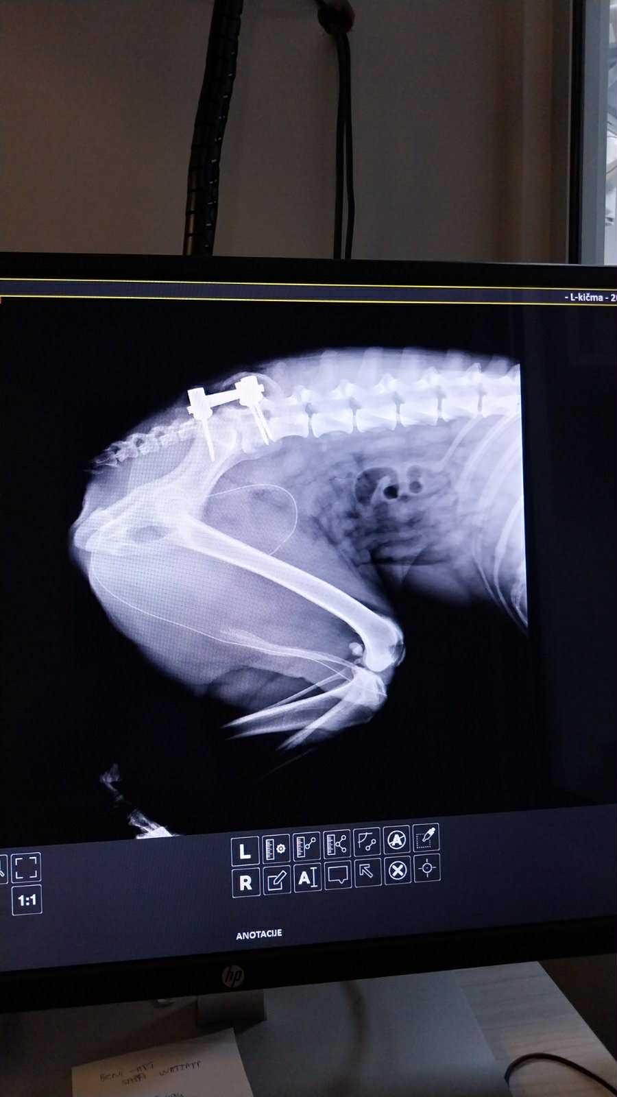 Help Luka Walk Again: Support His Recovery campaign photo, 7 of 7