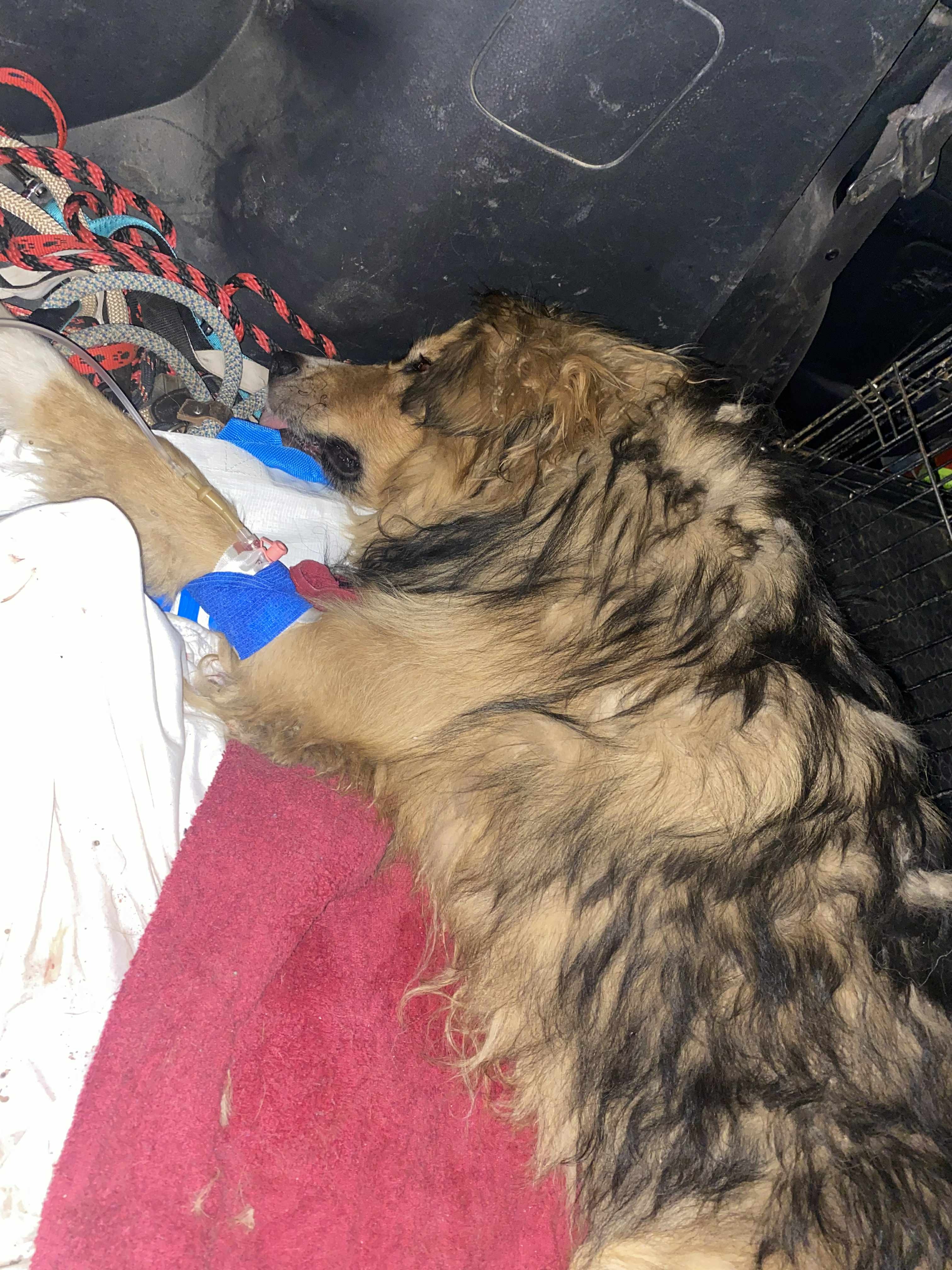 Help Luka Walk Again: Support His Recovery campaign photo, 5 of 7