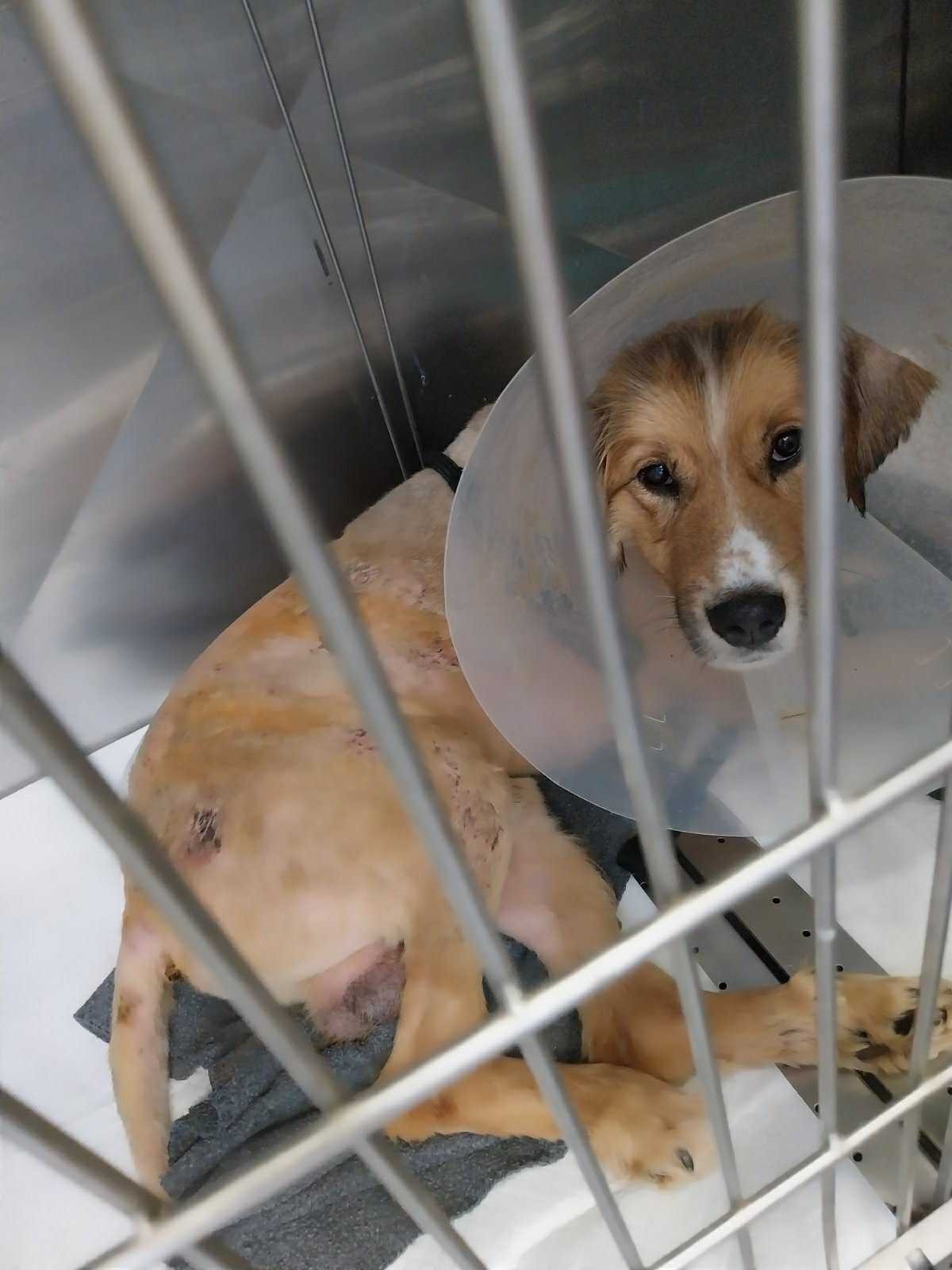Help Luka Walk Again: Support His Recovery campaign photo, 6 of 7