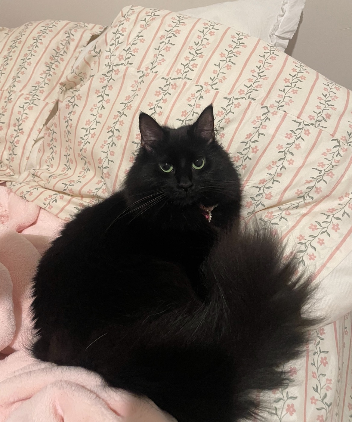 Save Vader: Urgent Surgery for ESA campaign photo, 5 of 6