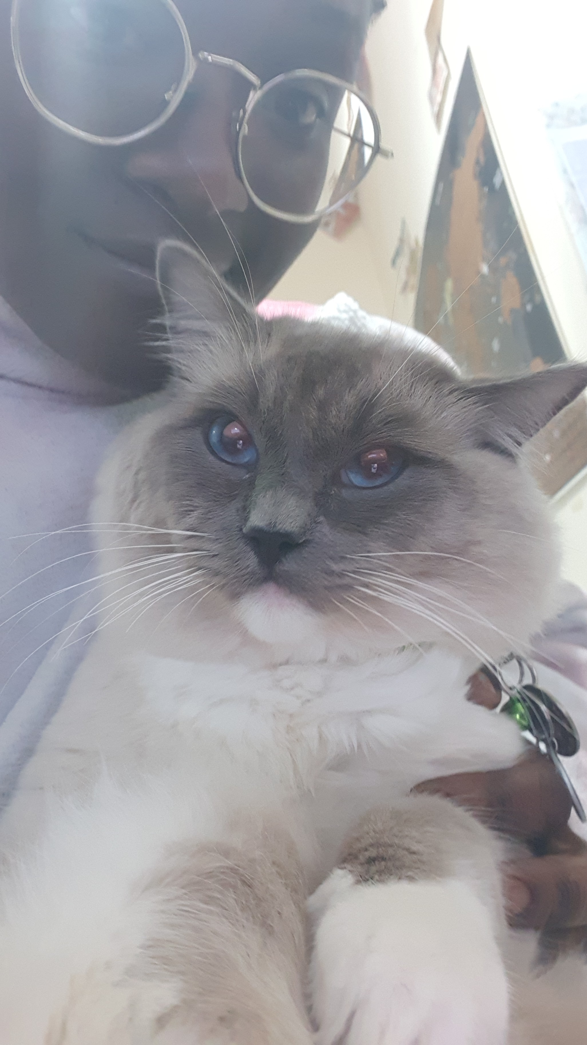 Help Save My Cat's Life - Emergency Vet Care Needed campaign photo, 7 of 8
