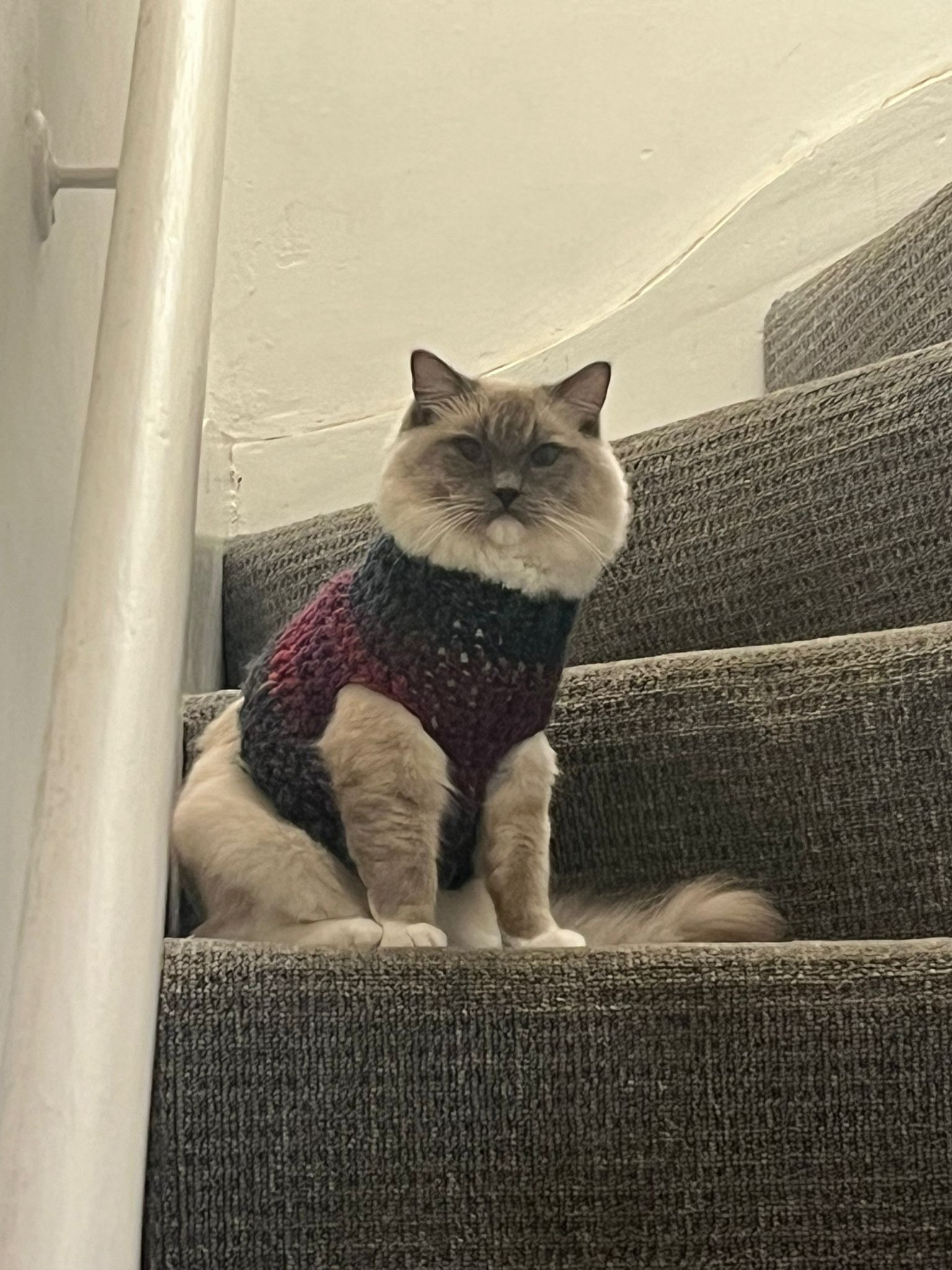 Help Save My Cat's Life - Emergency Vet Care Needed campaign photo, 2 of 8