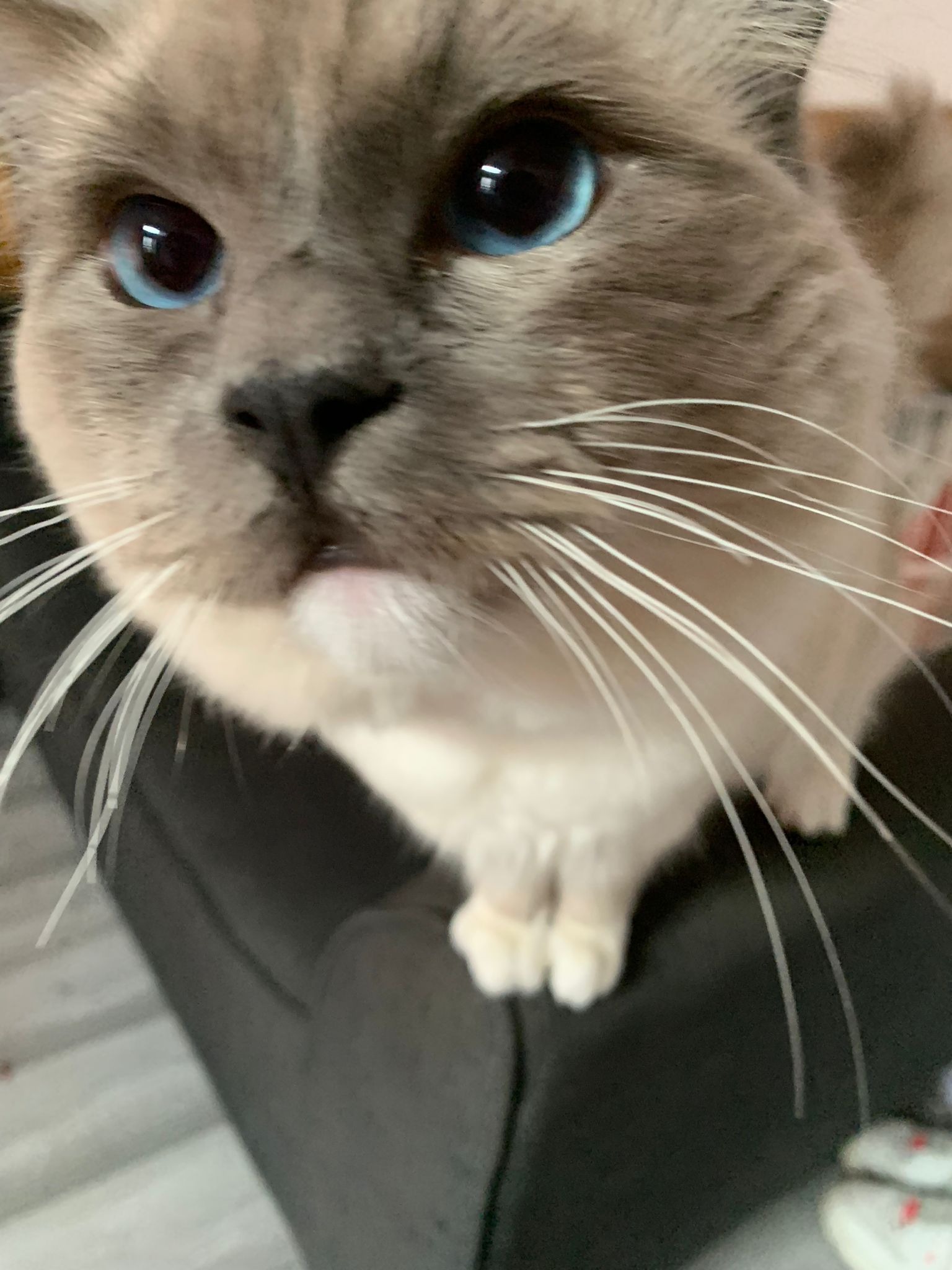 Help Save My Cat's Life - Emergency Vet Care Needed campaign photo, 4 of 8
