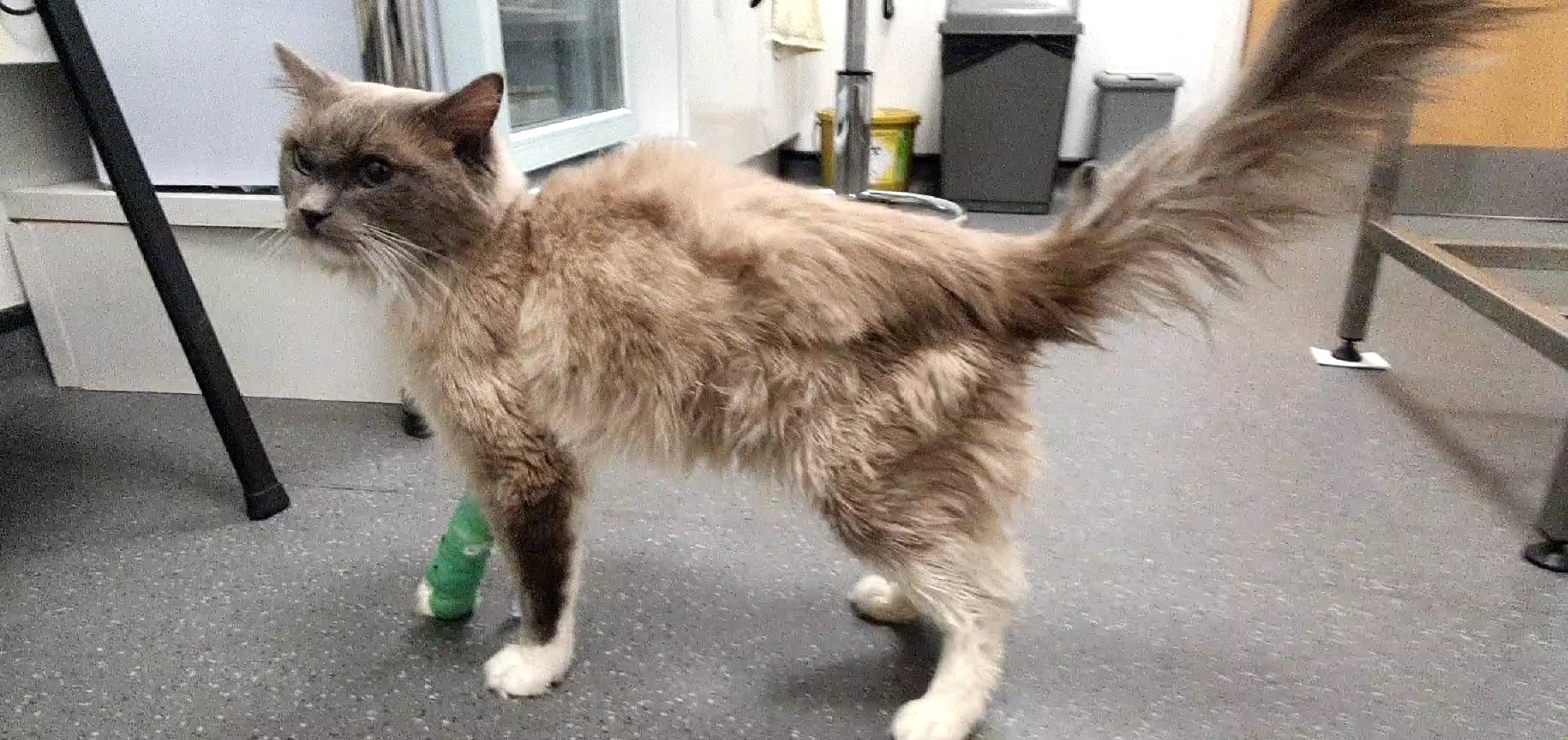 Help Save My Cat's Life - Emergency Vet Care Needed campaign photo, 5 of 8