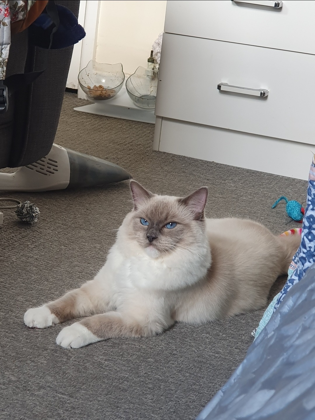 Help Save My Cat's Life - Emergency Vet Care Needed campaign photo, 6 of 8