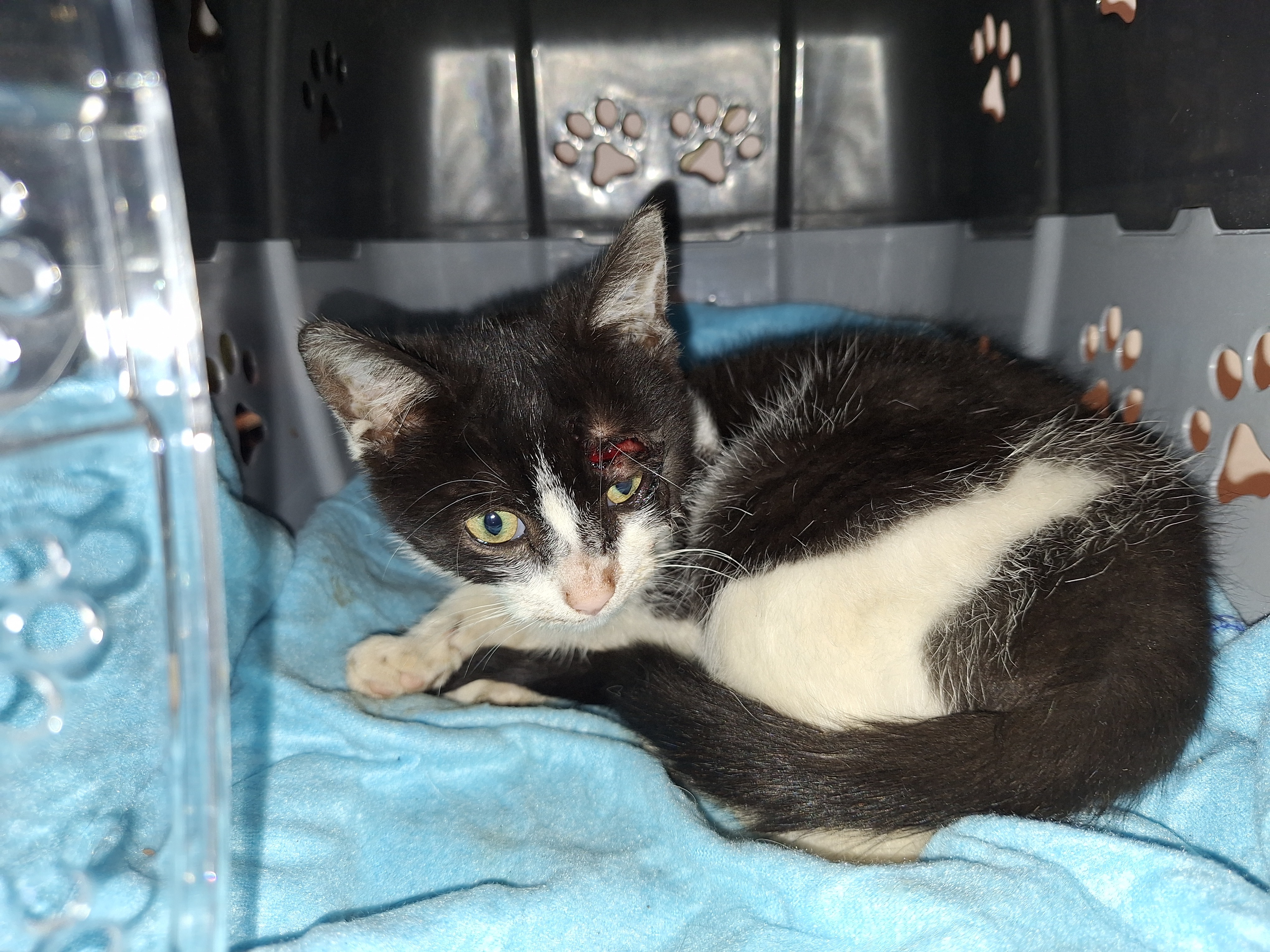 Cookie the kitten campaign photo, 2 of 4
