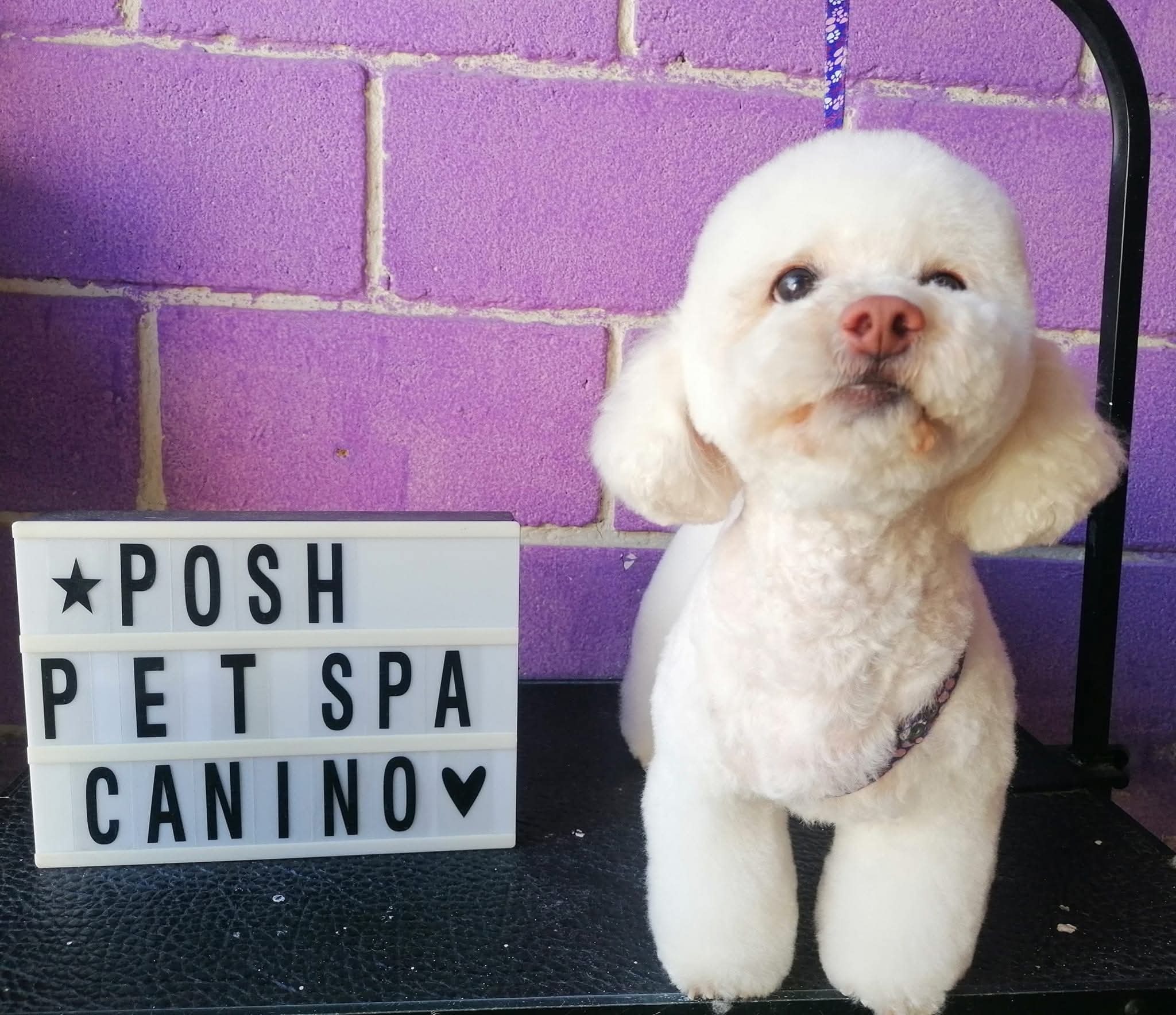 Reconstruir POSH PET SPA campaign photo, 4 of 8