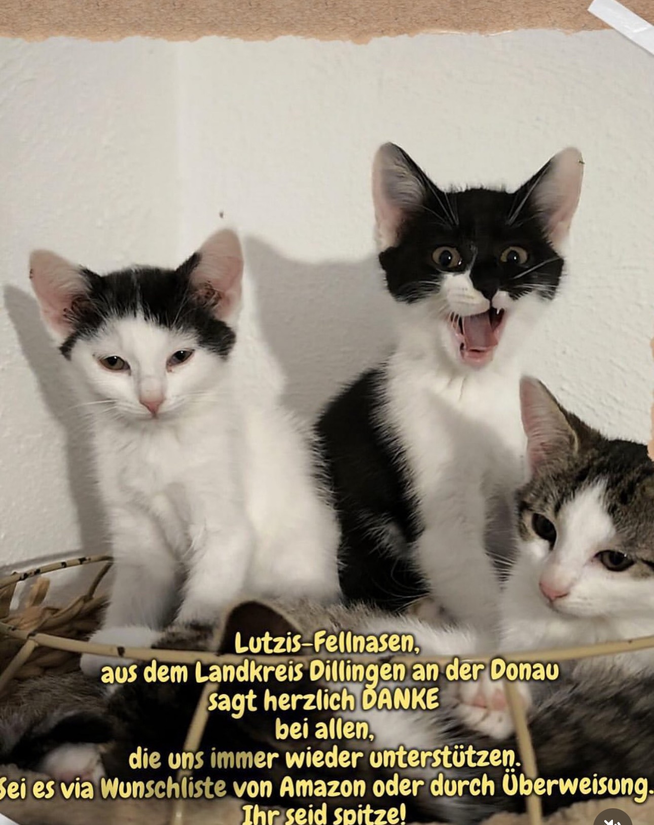 Spendenaktion für Katzen. campaign photo, 4 of 5
